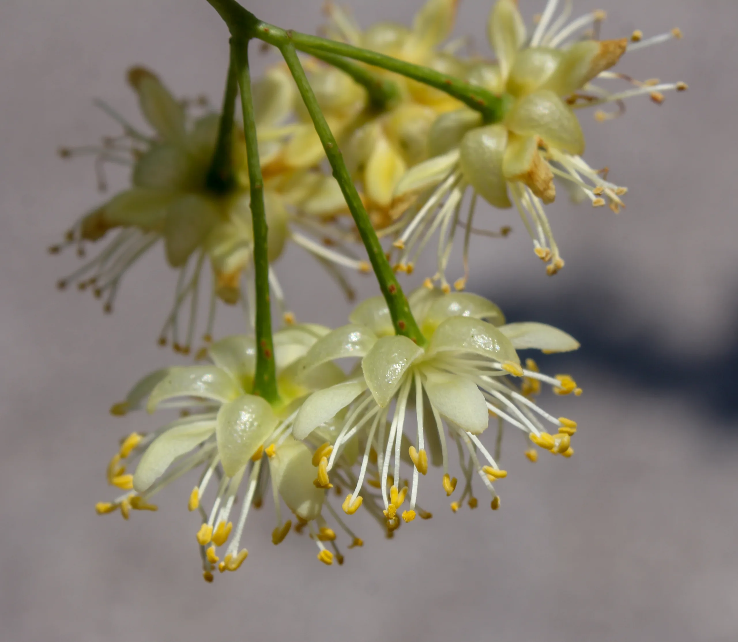 Tilia dasystyla subsp. caucasica