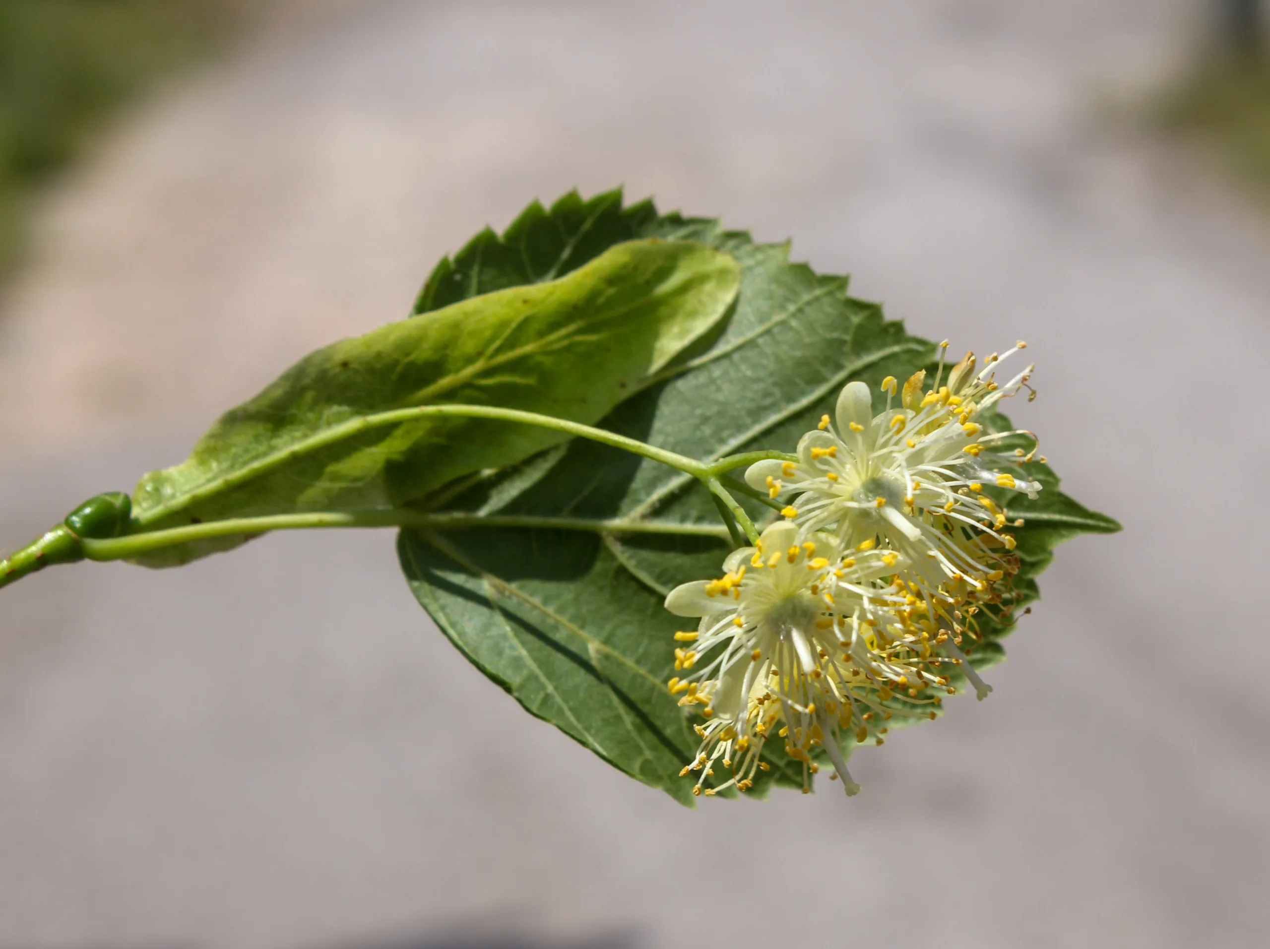 Tilia dasystyla subsp. caucasica