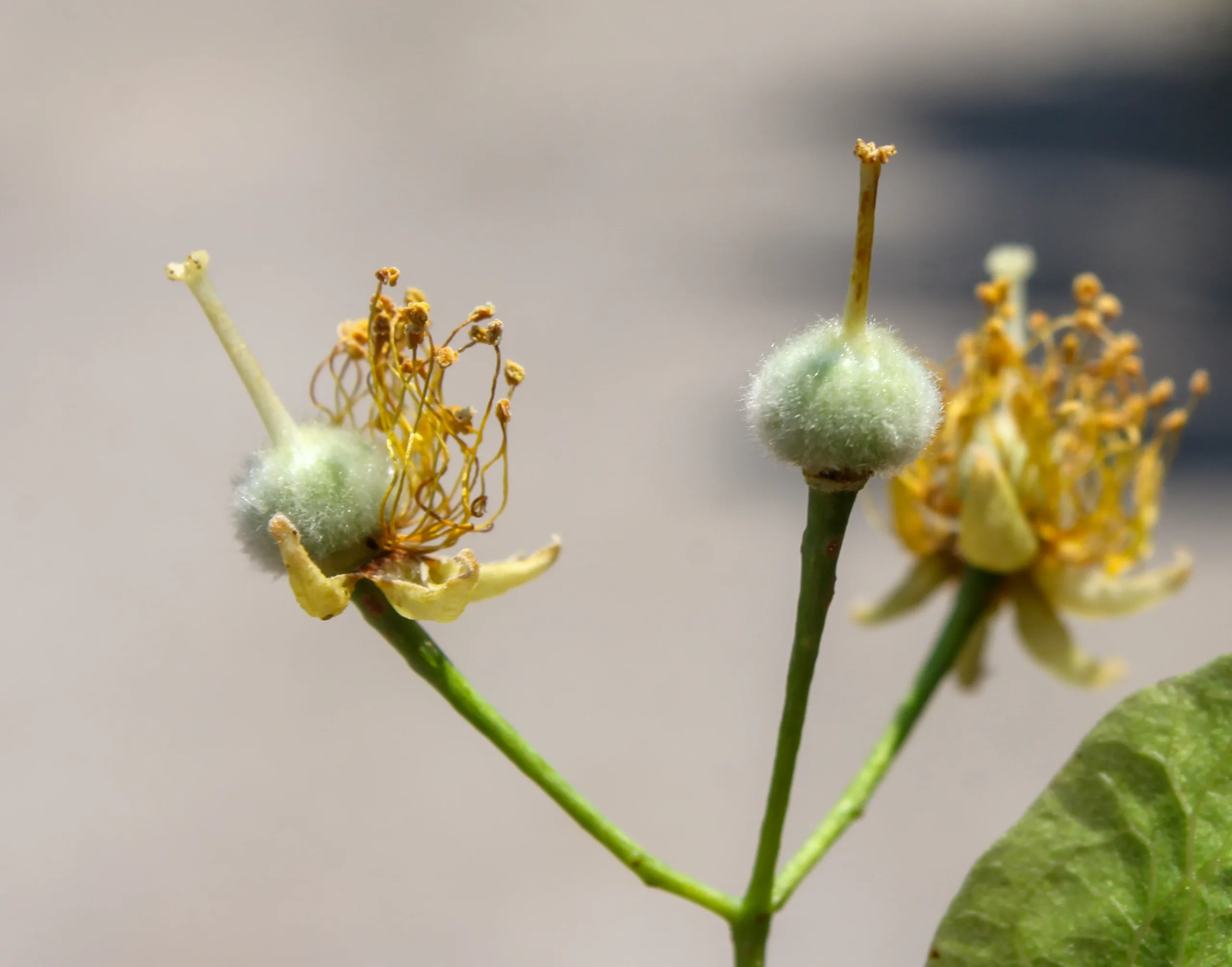 Tilia dasystyla subsp. caucasica