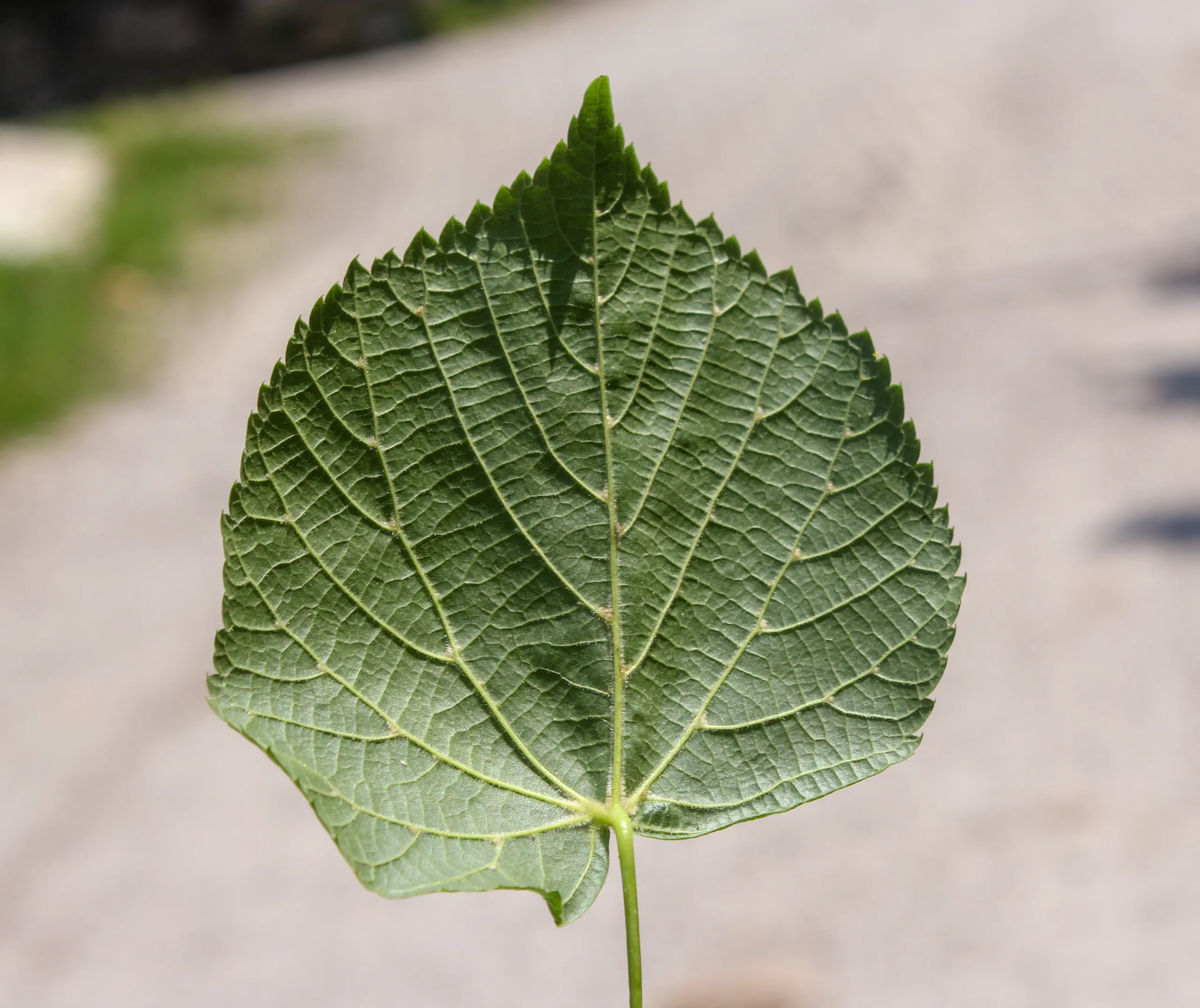 Tilia dasystyla subsp. caucasica