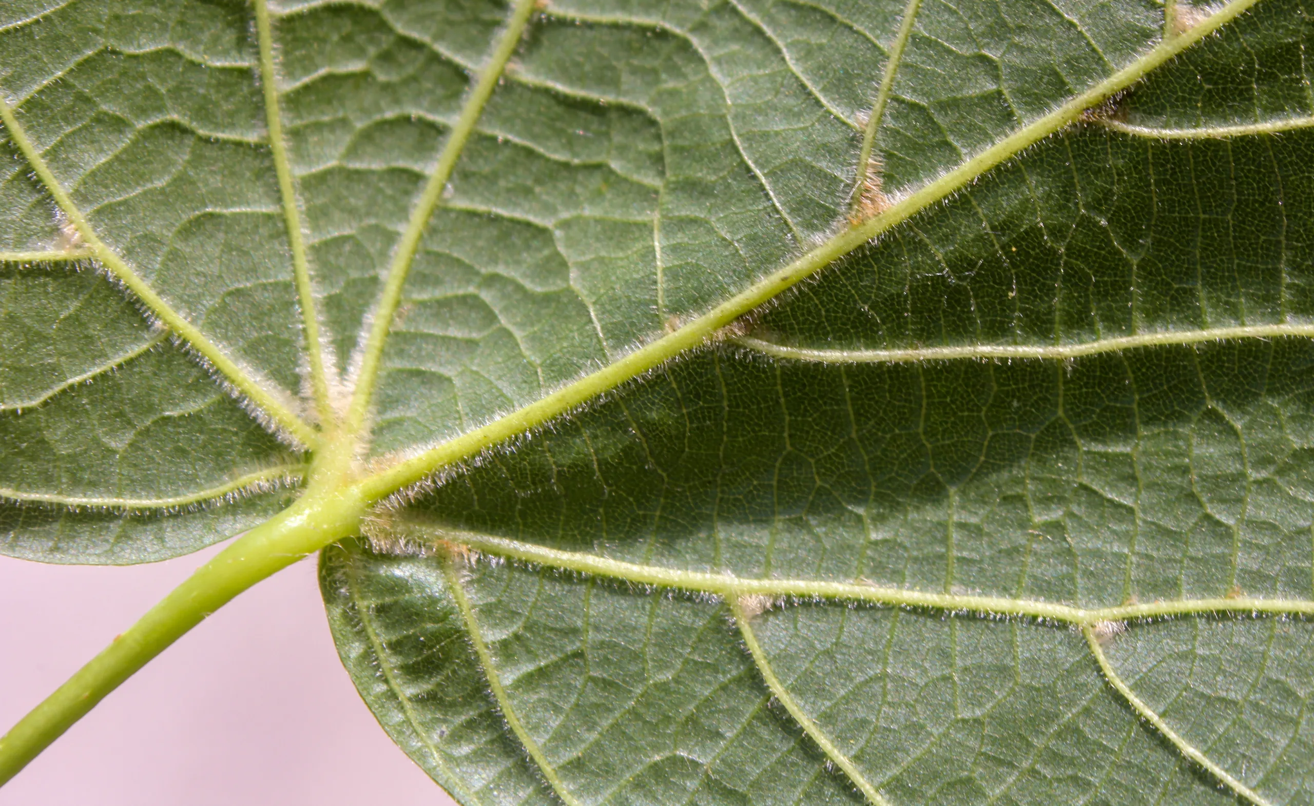 Tilia dasystyla subsp. caucasica