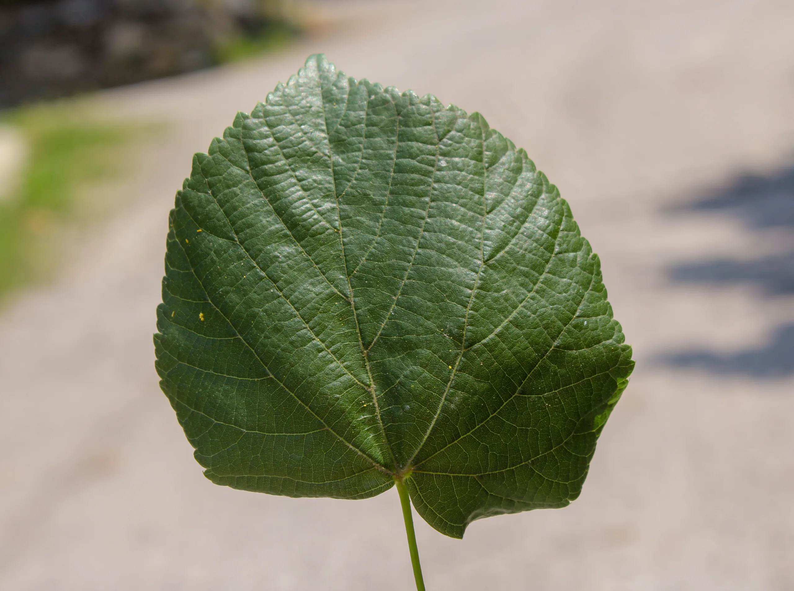 Tilia dasystyla subsp. caucasica