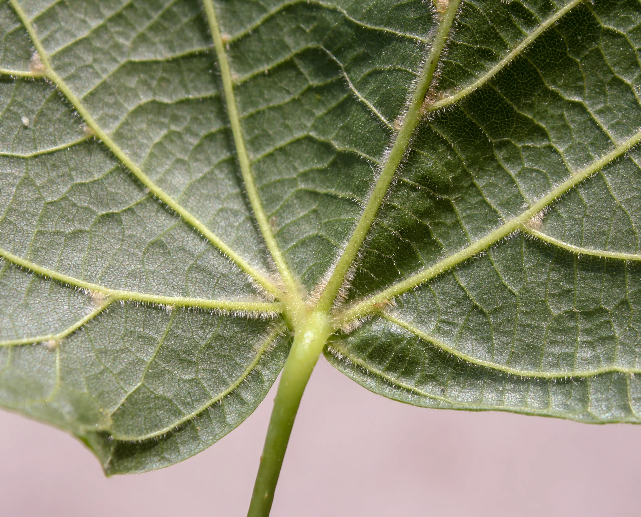 Tilia dasystyla subsp. caucasica