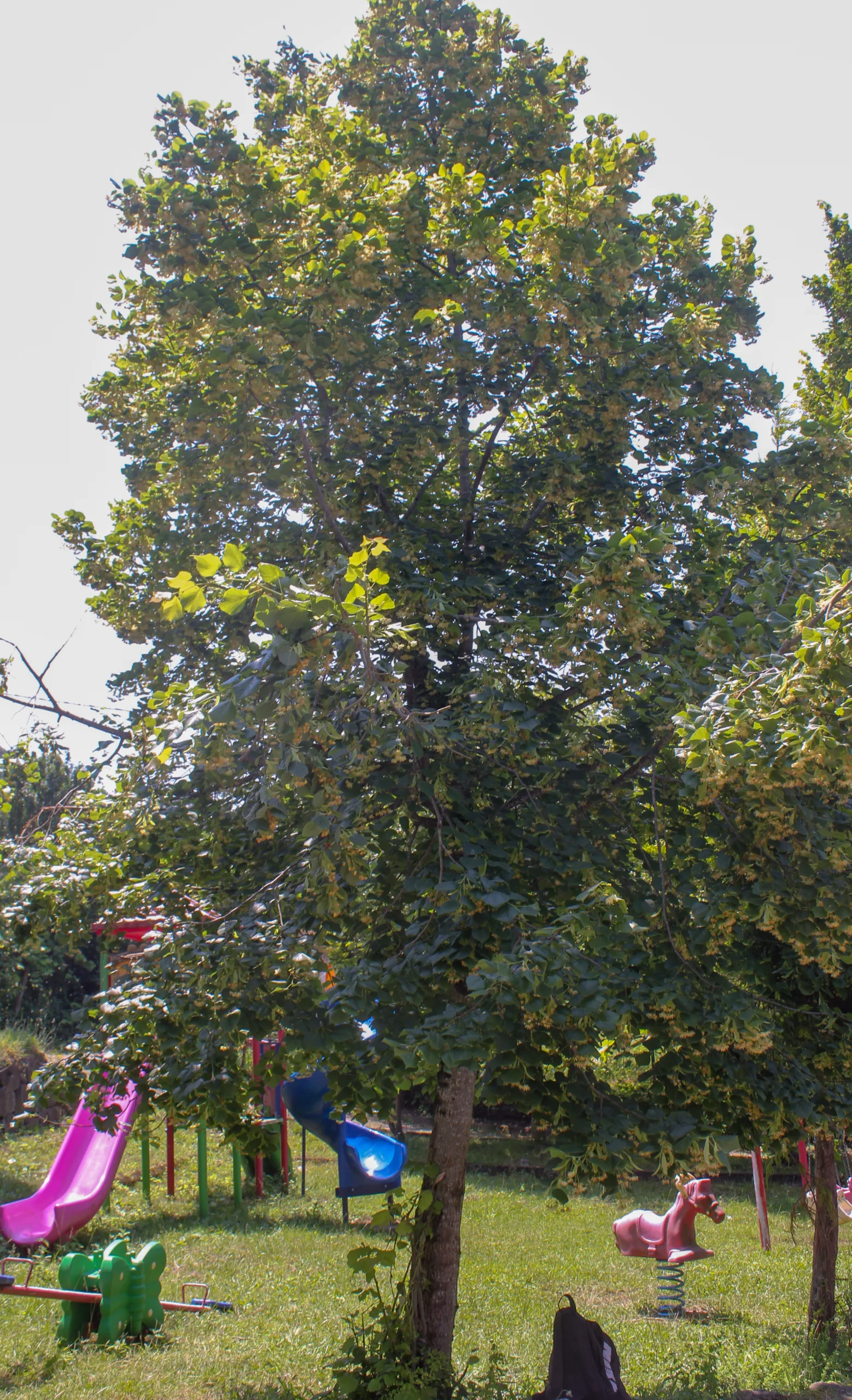 Tilia dasystyla subsp. caucasica