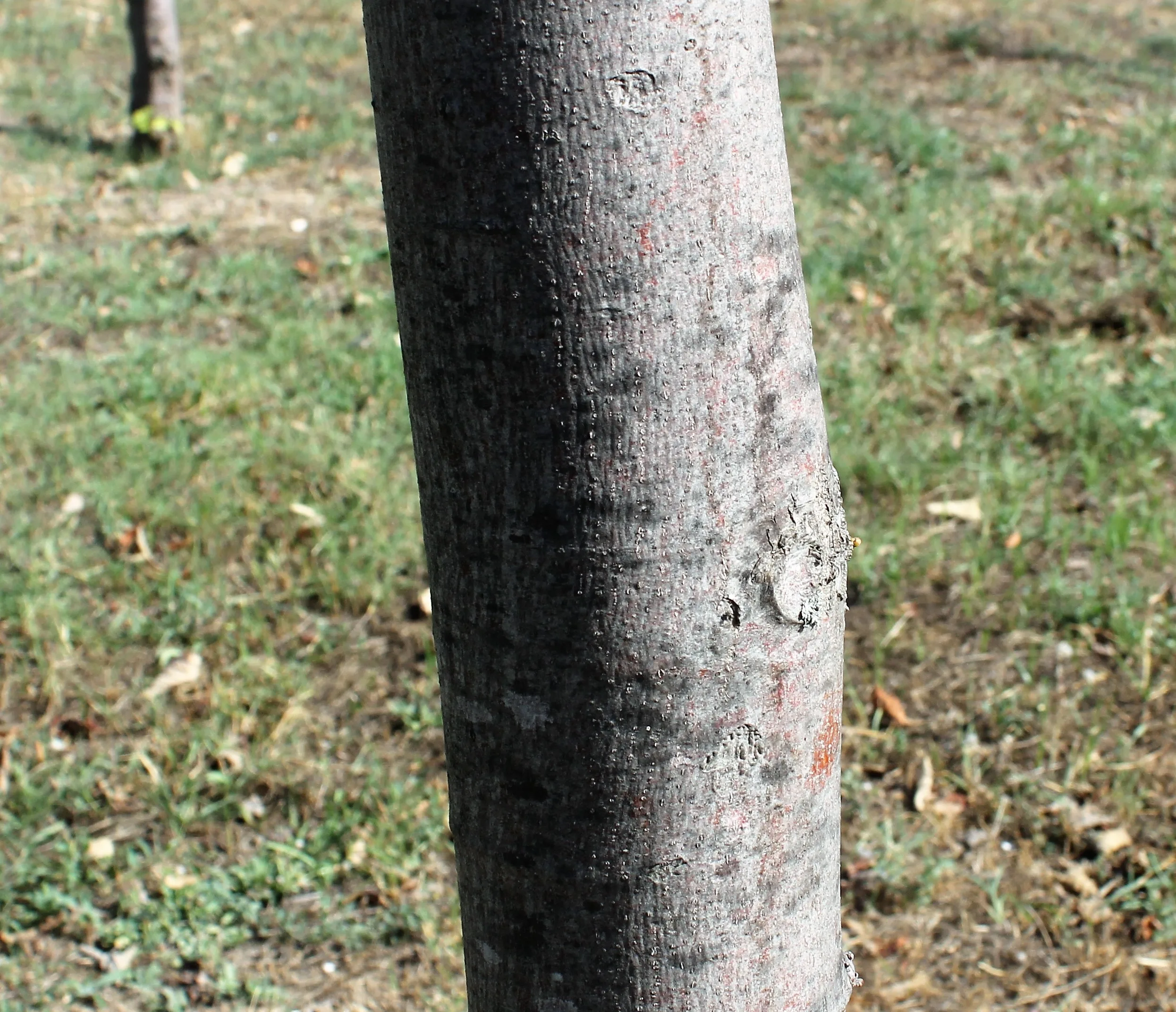 Tilia tomentosa