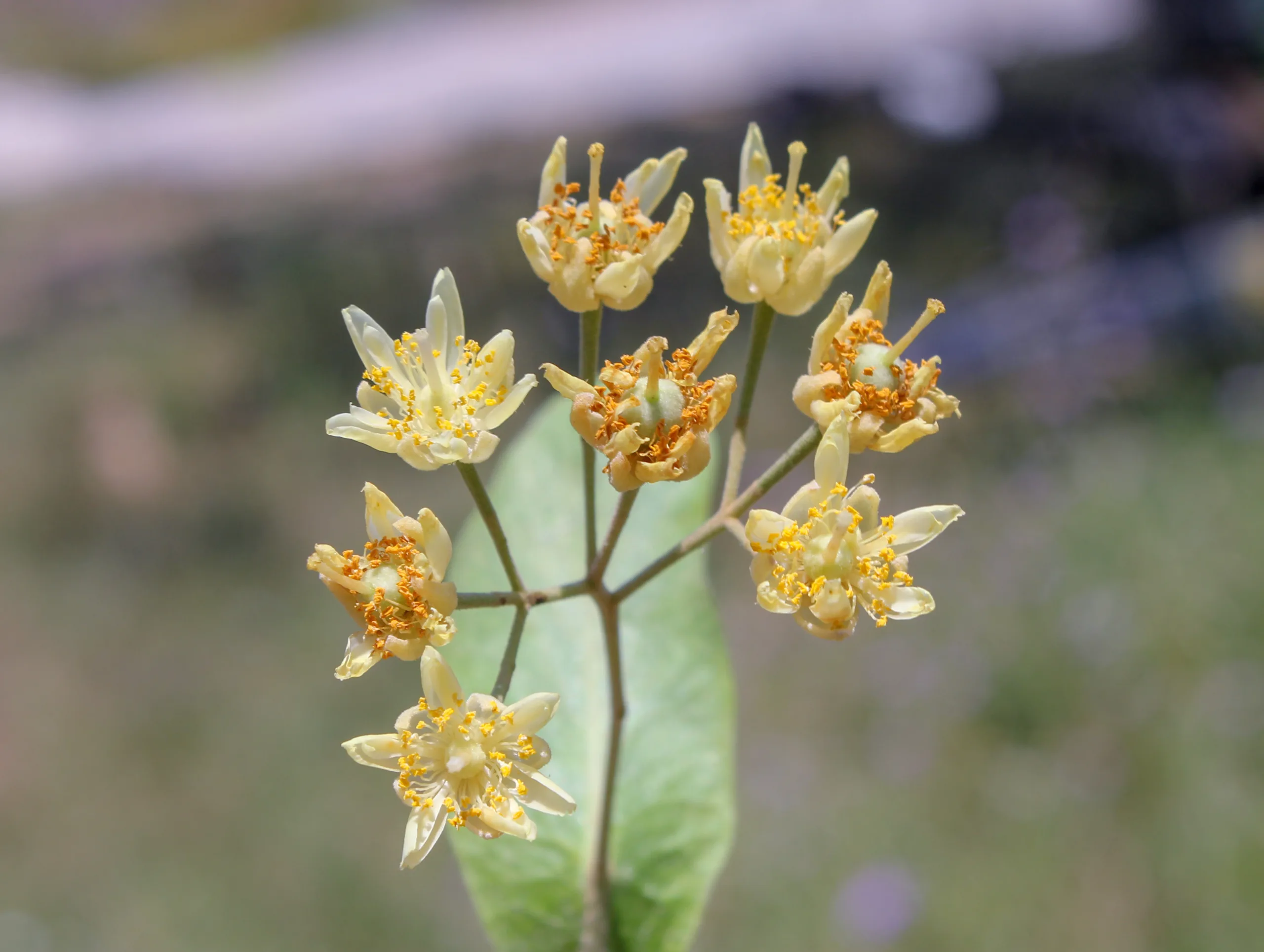 Tilia tomentosa
