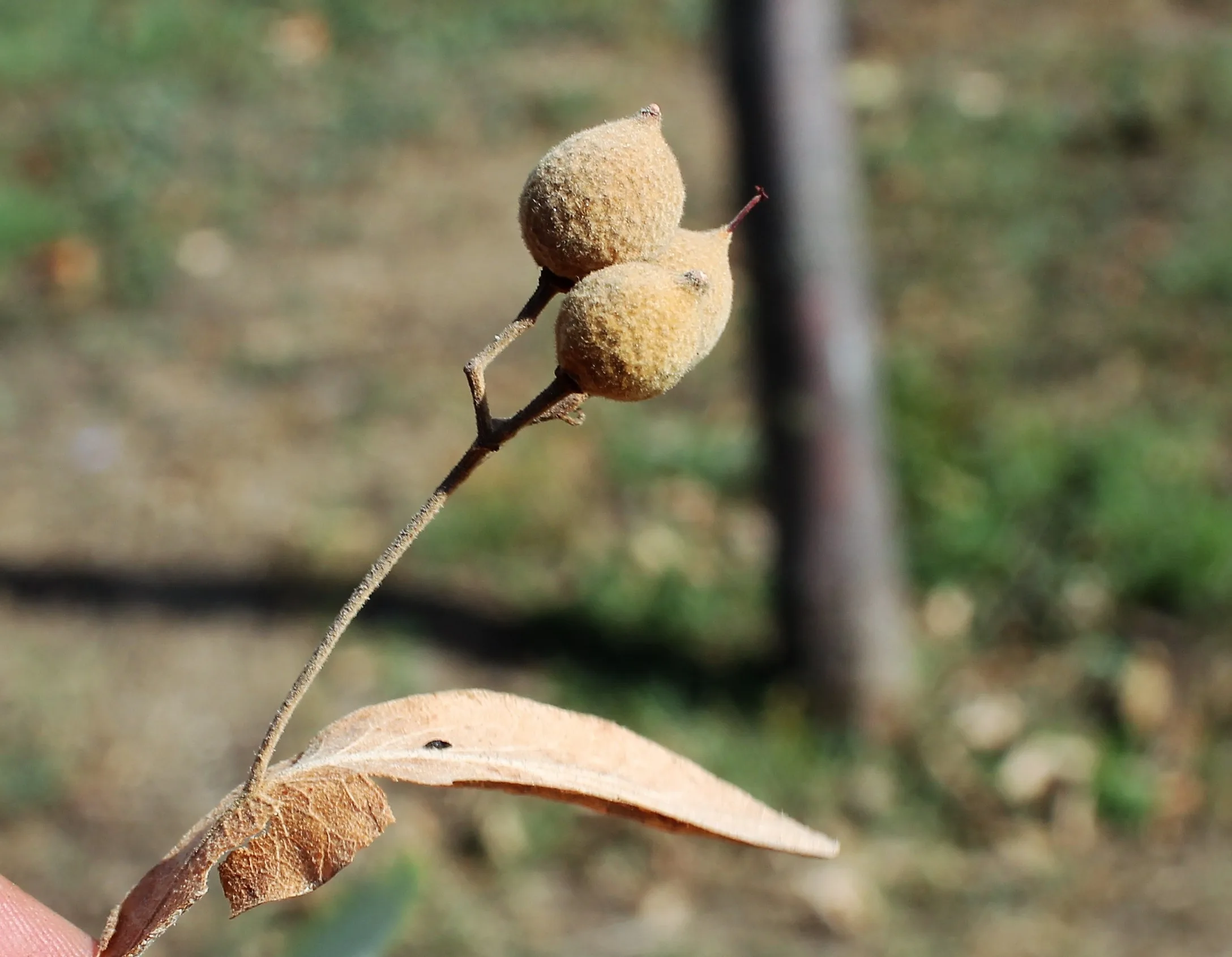 Tilia tomentosa