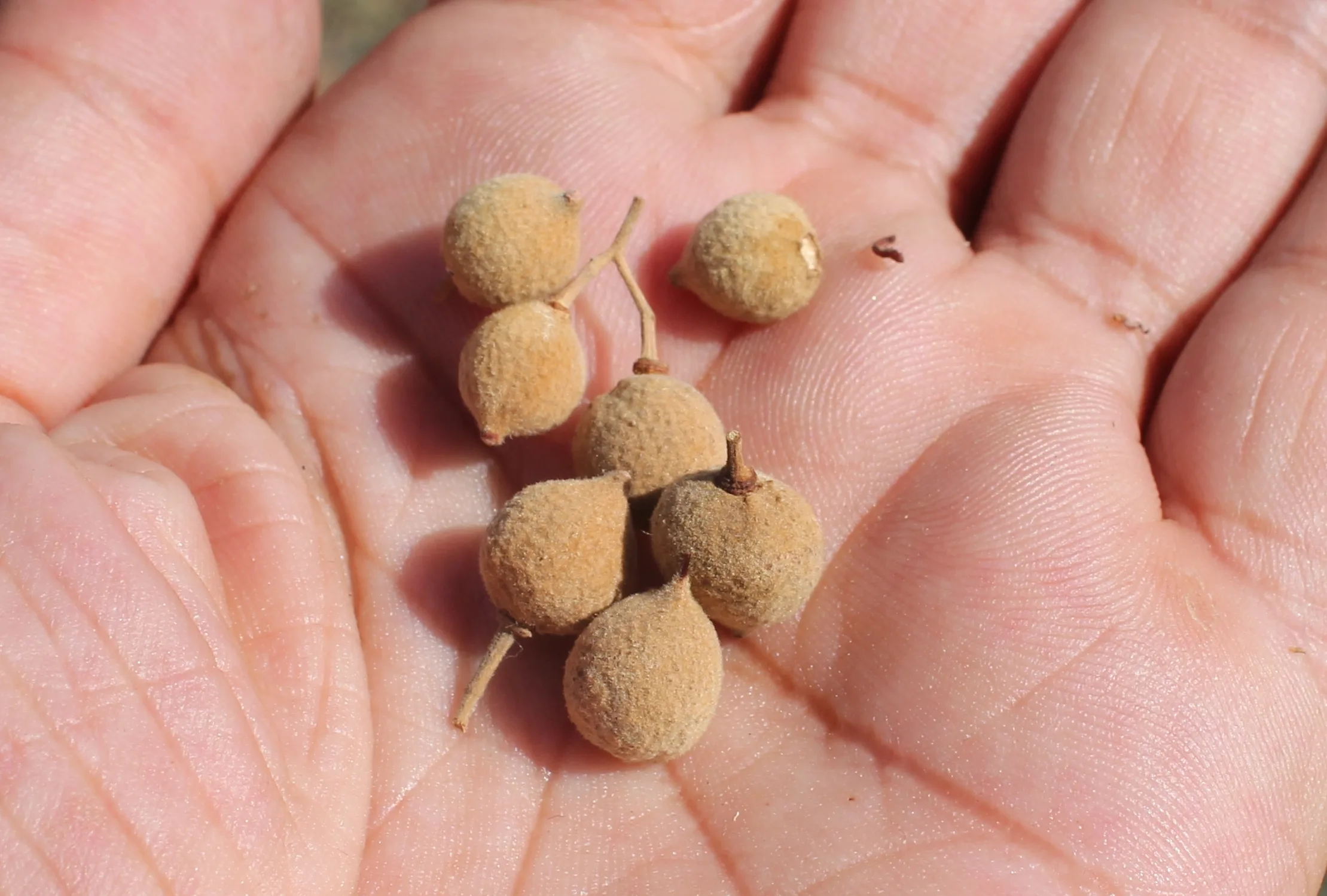 Tilia tomentosa