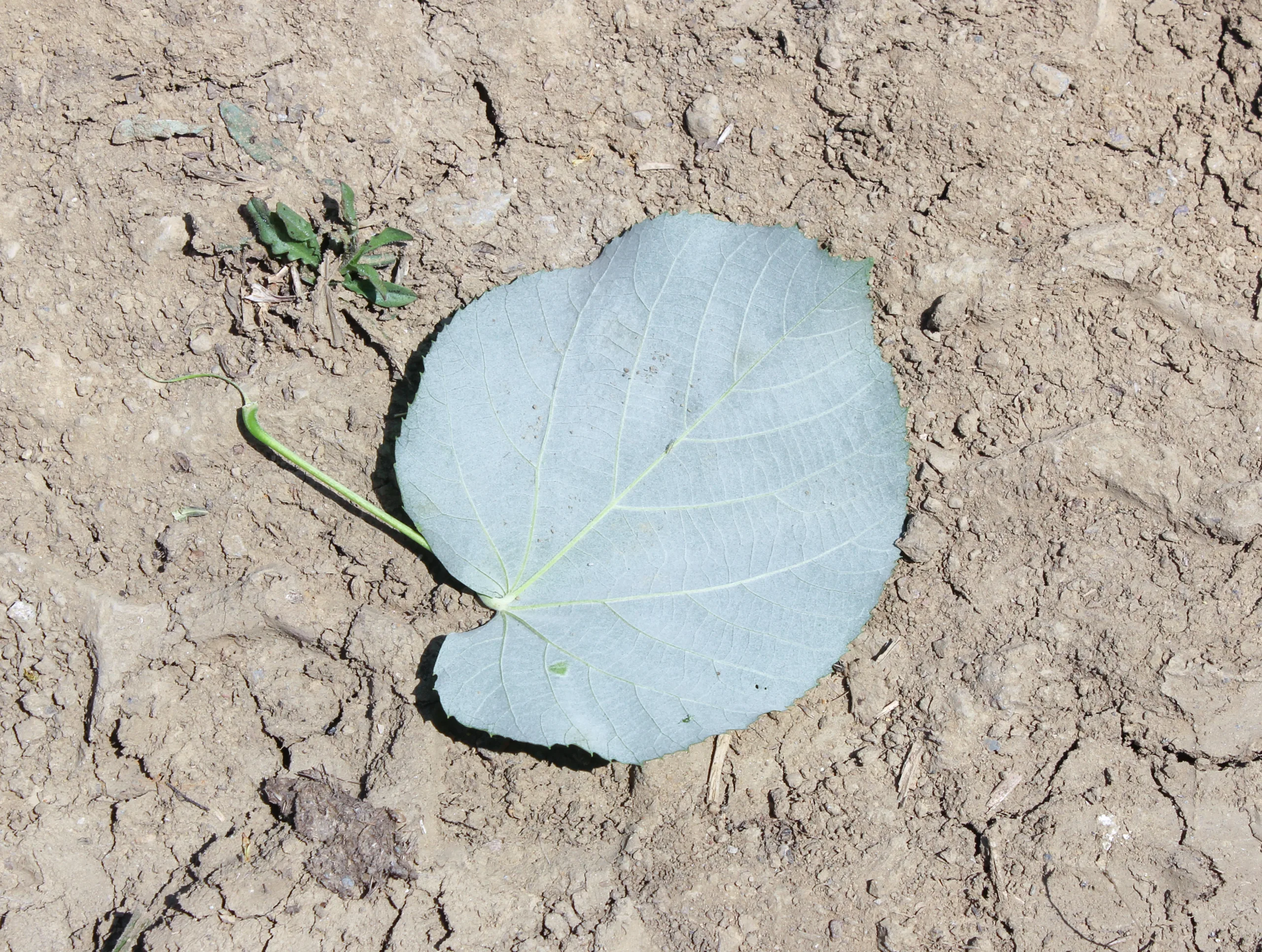 Tilia tomentosa