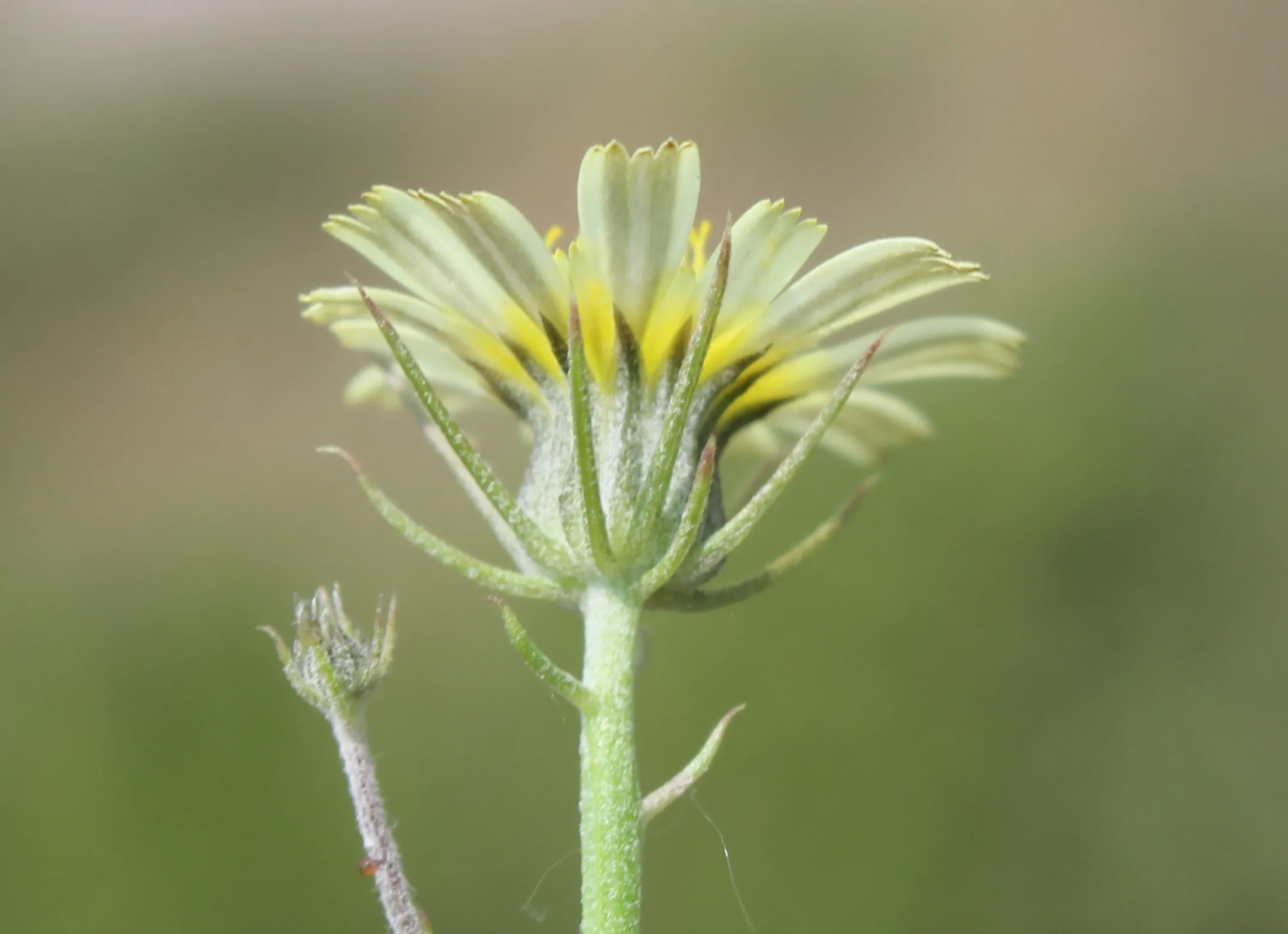 Tolpis umbellata
