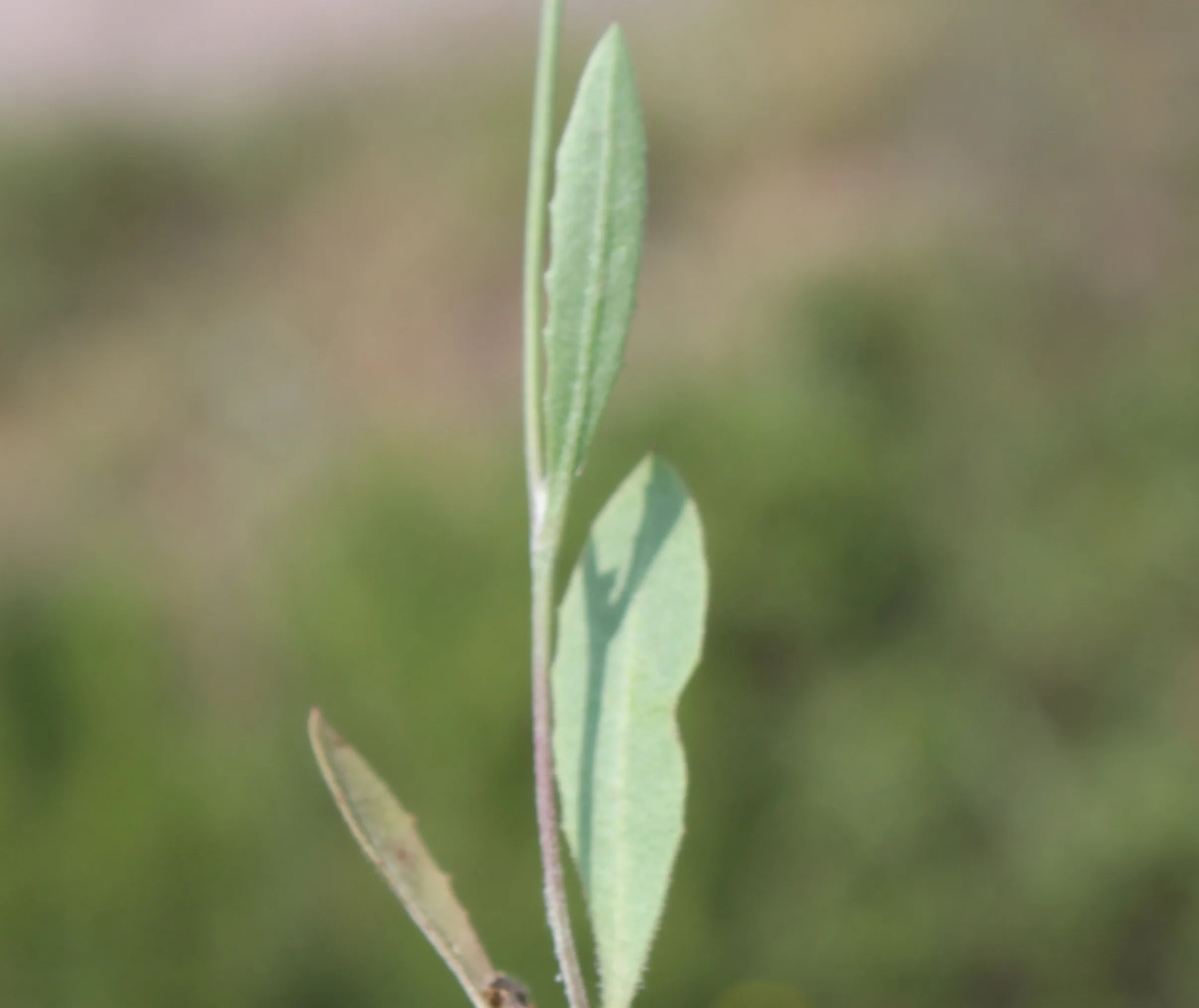 Tolpis umbellata