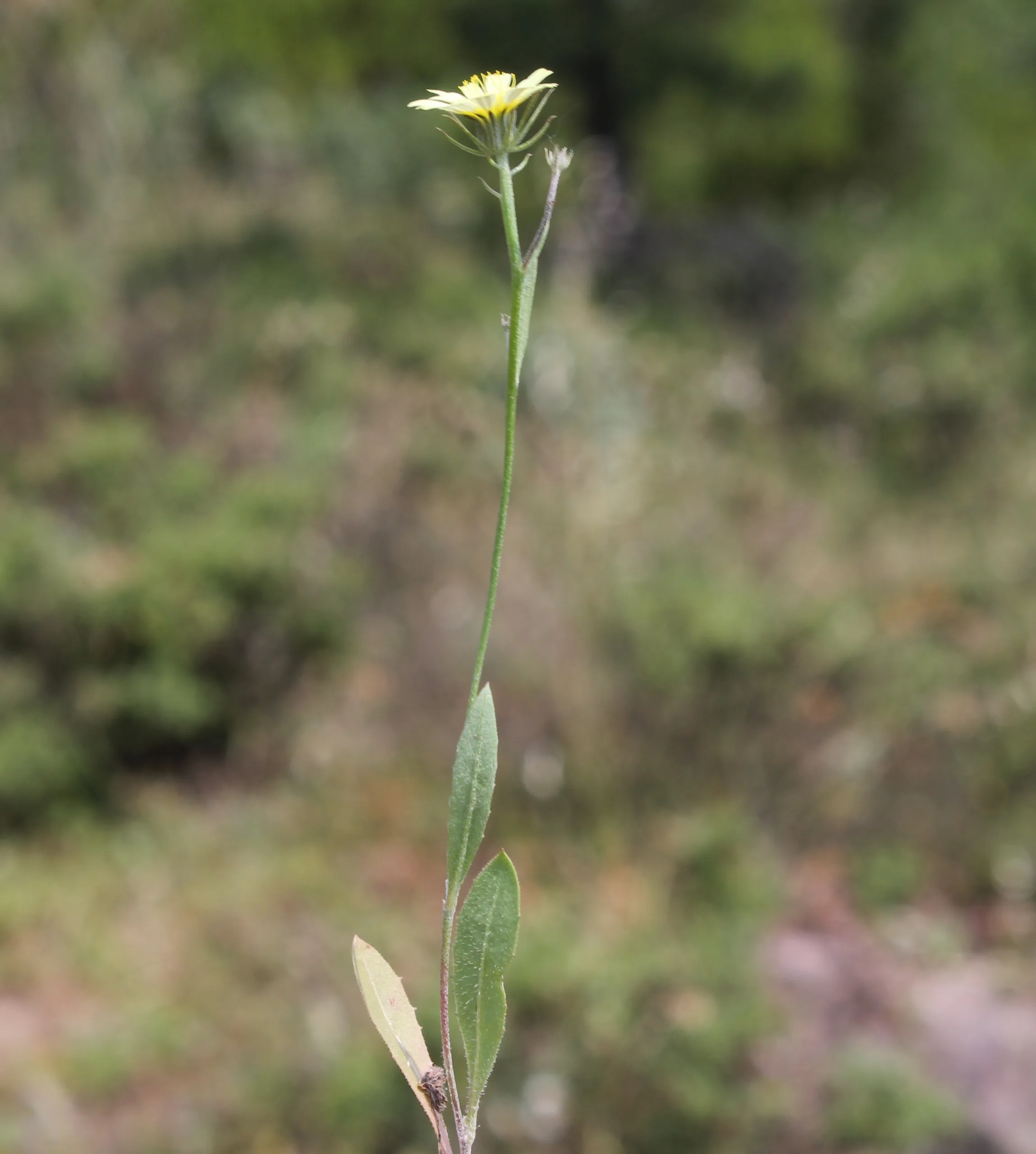 Tolpis umbellata