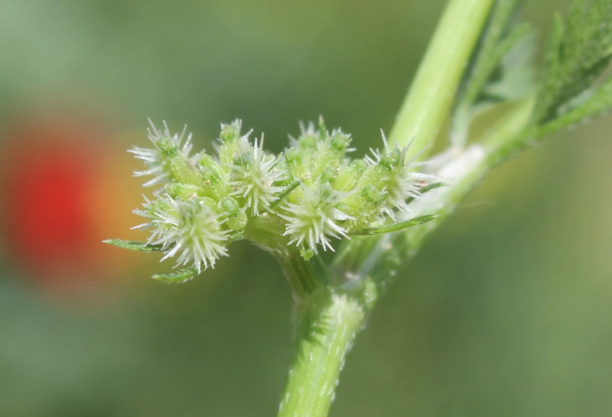 Torilis nodosa