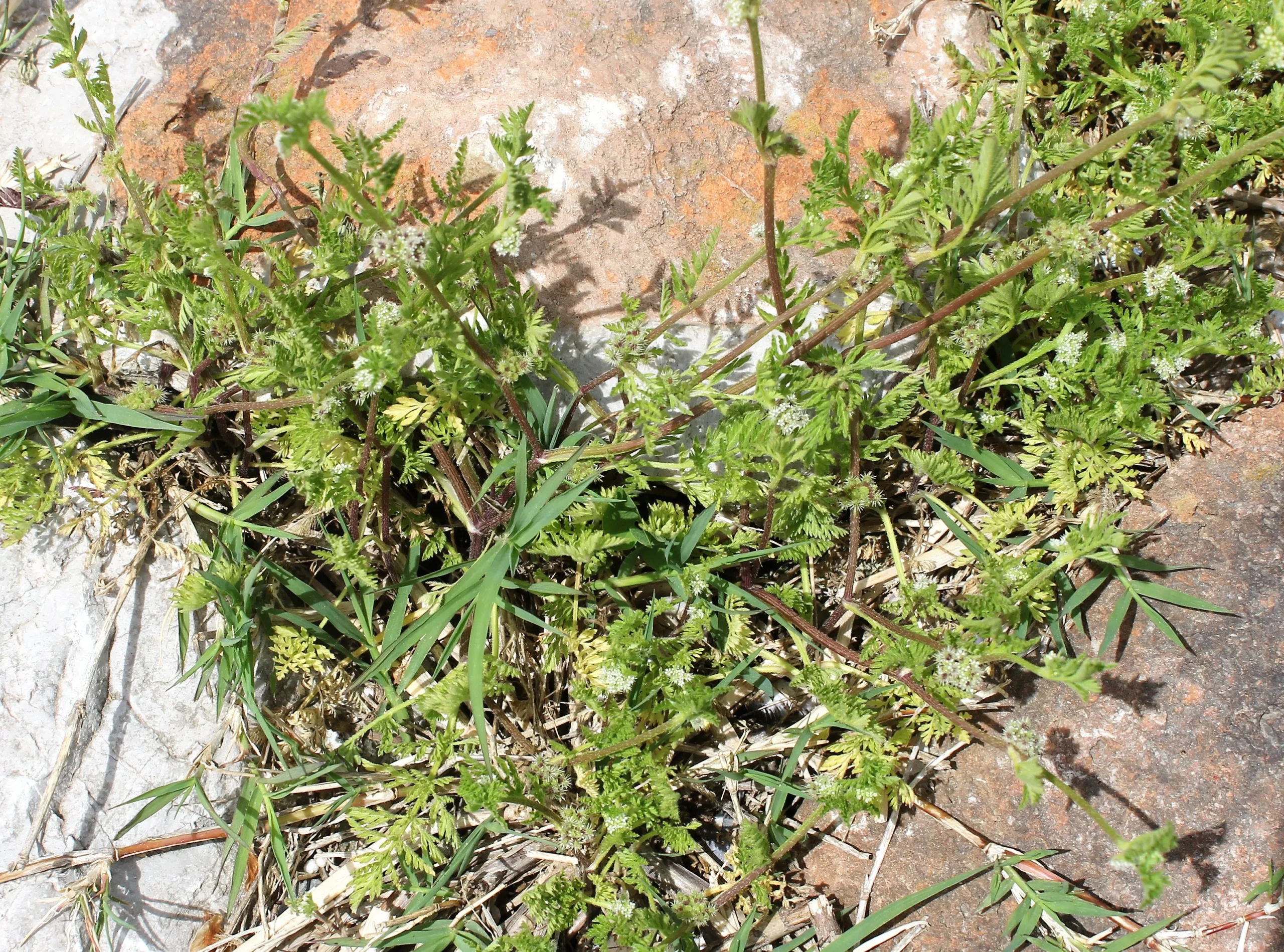 Torilis nodosa