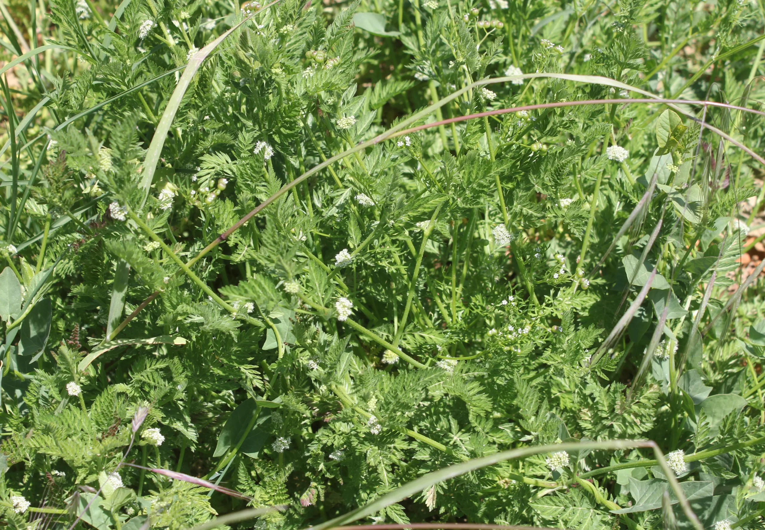 Torilis nodosa