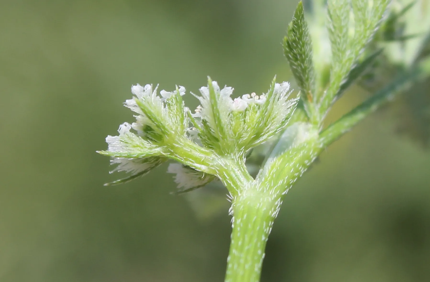 Torilis nodosa