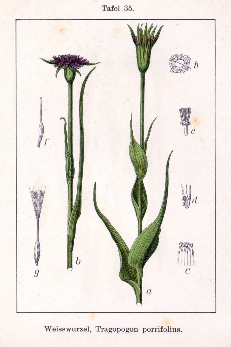 Tragopogon coelesyriacus (Helevan)