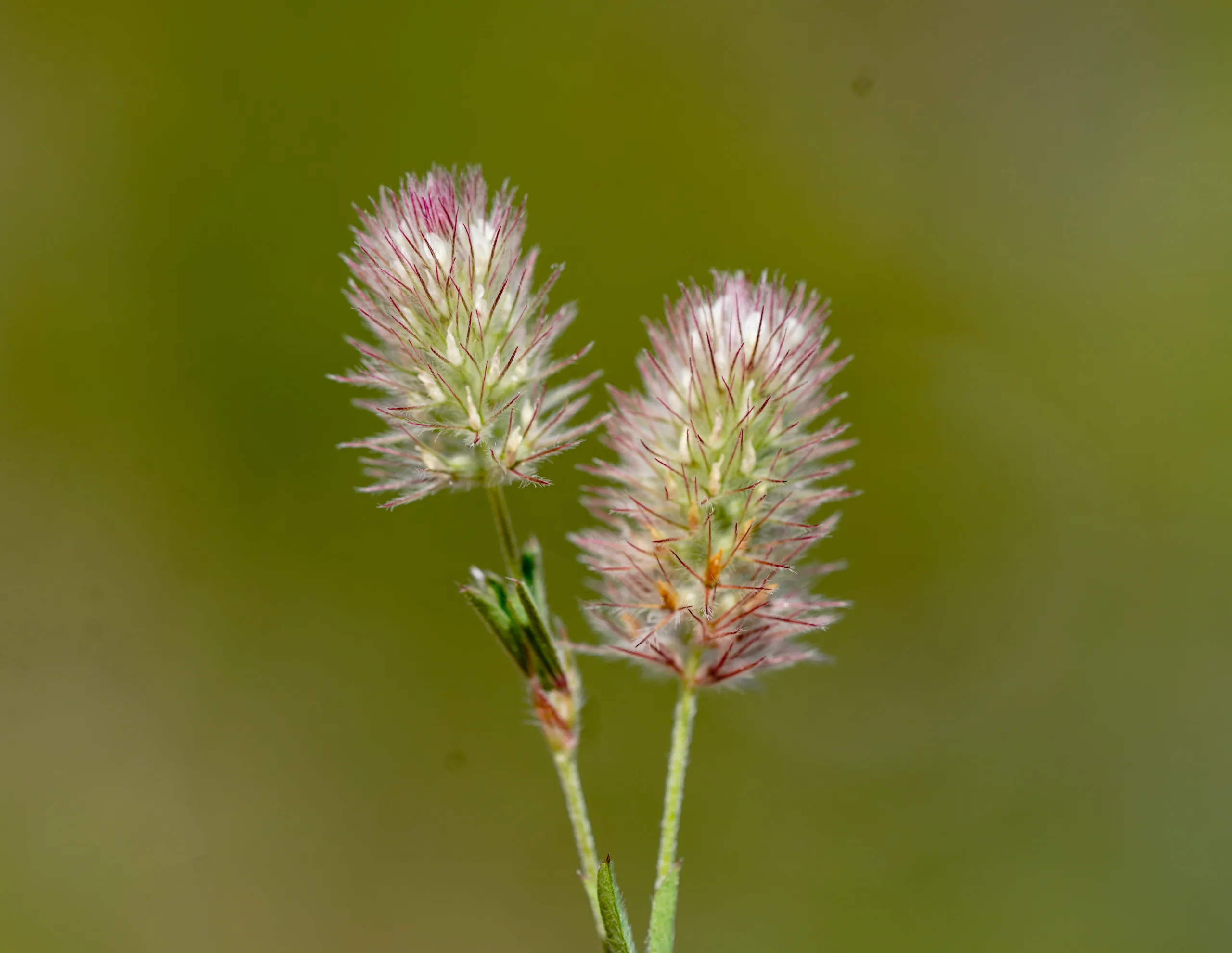 Trifolium arvense
