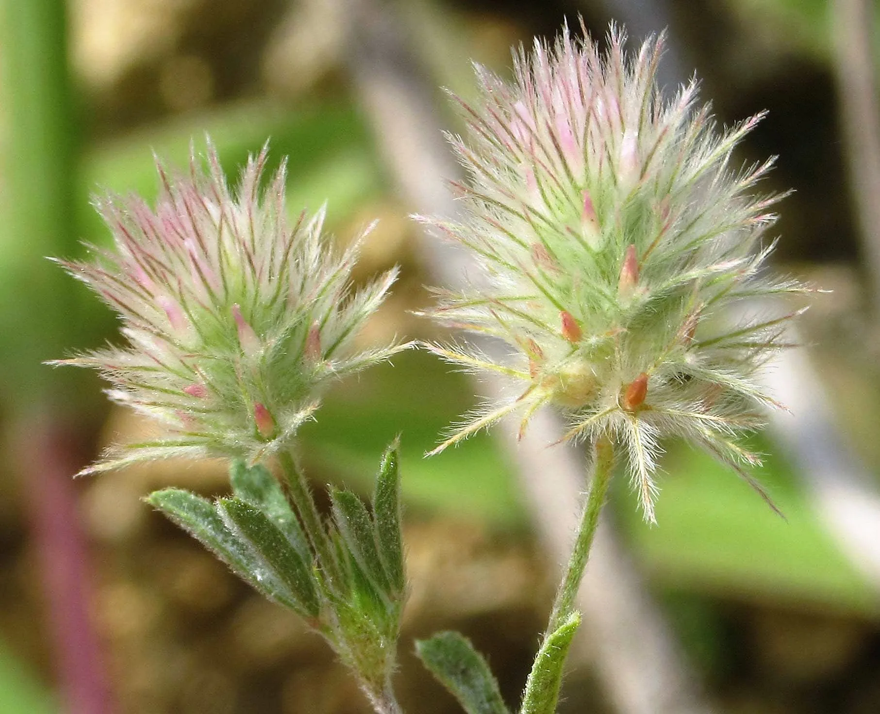 Trifolium arvense