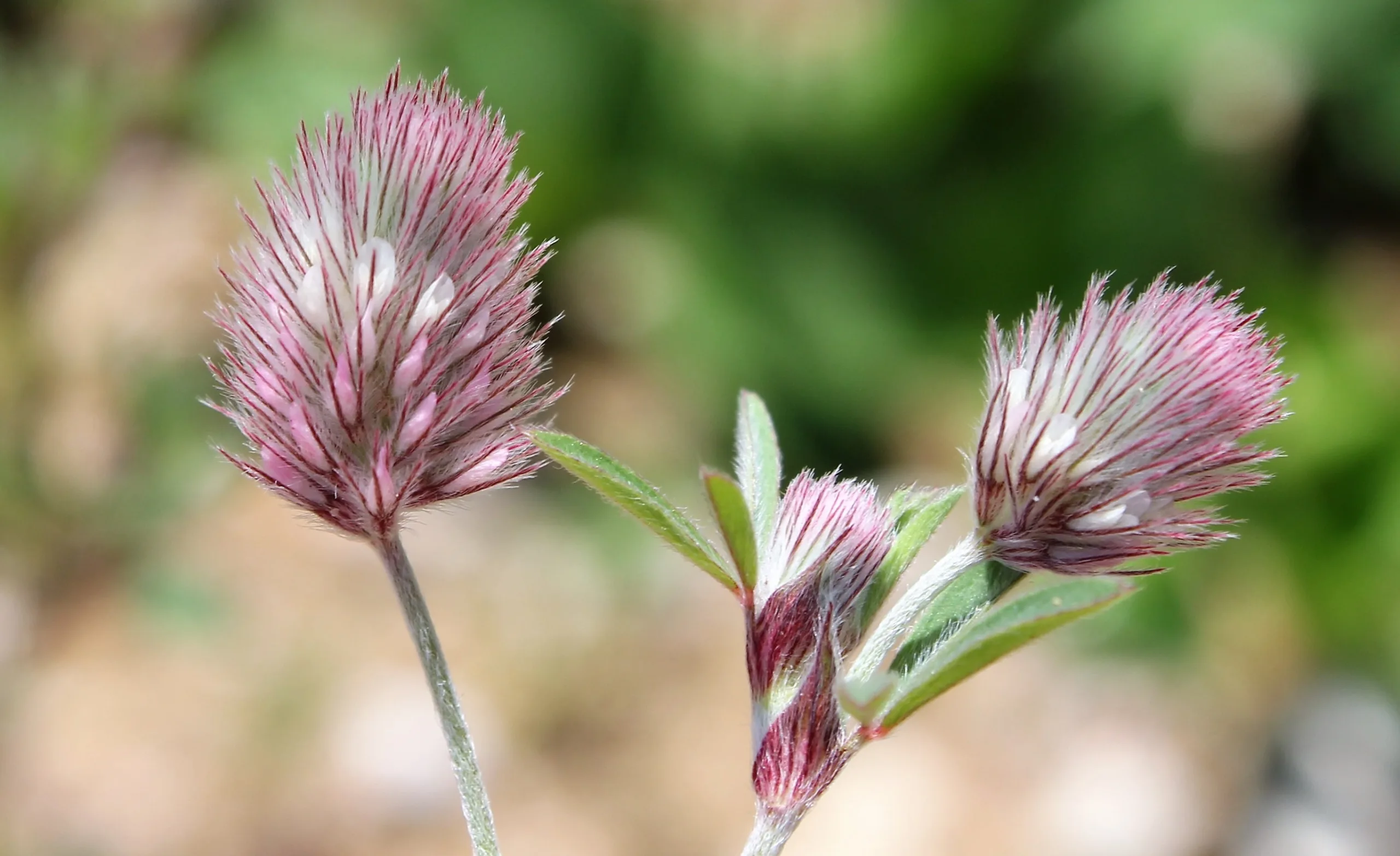 Trifolium arvense