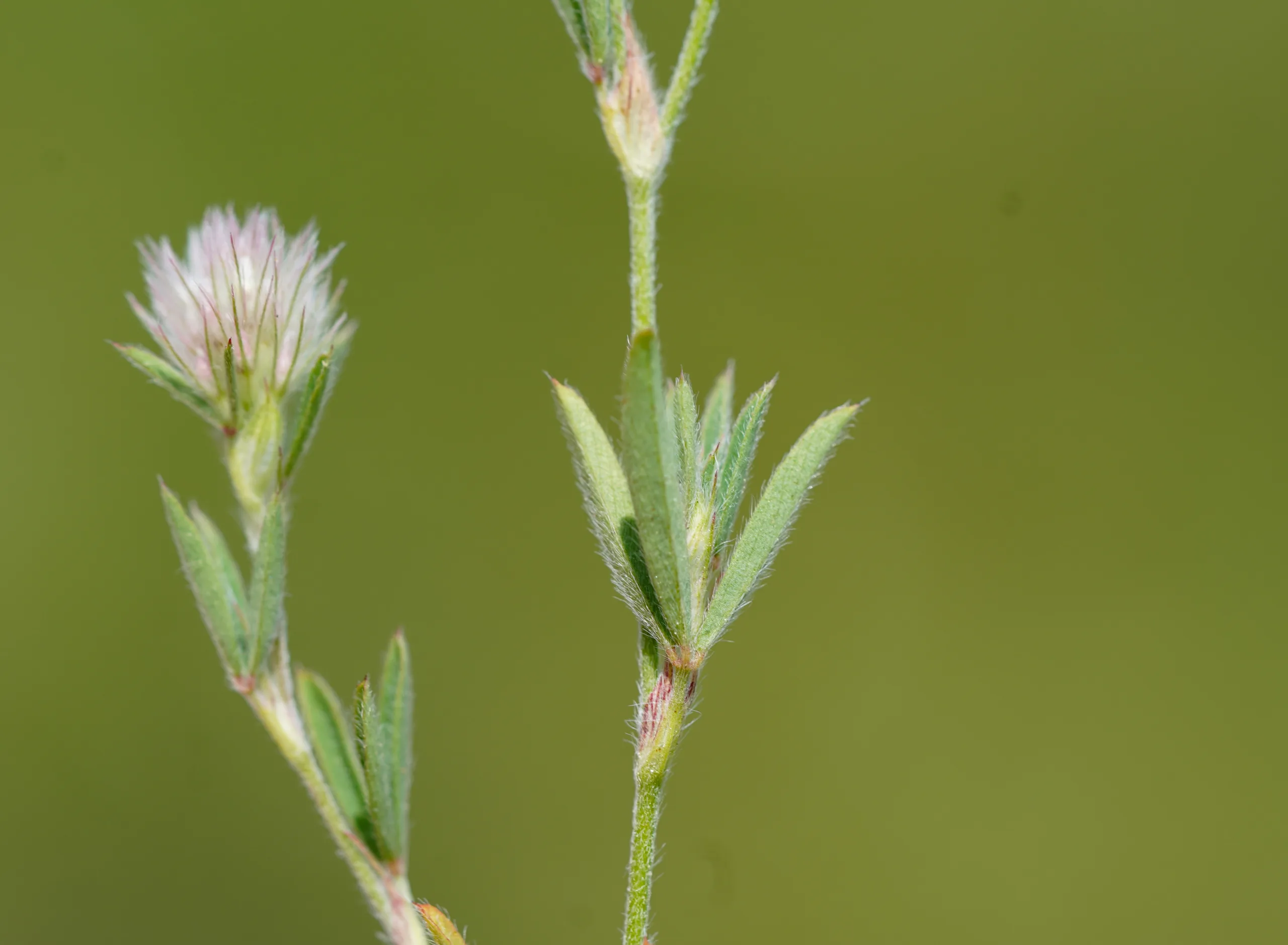 Trifolium arvense