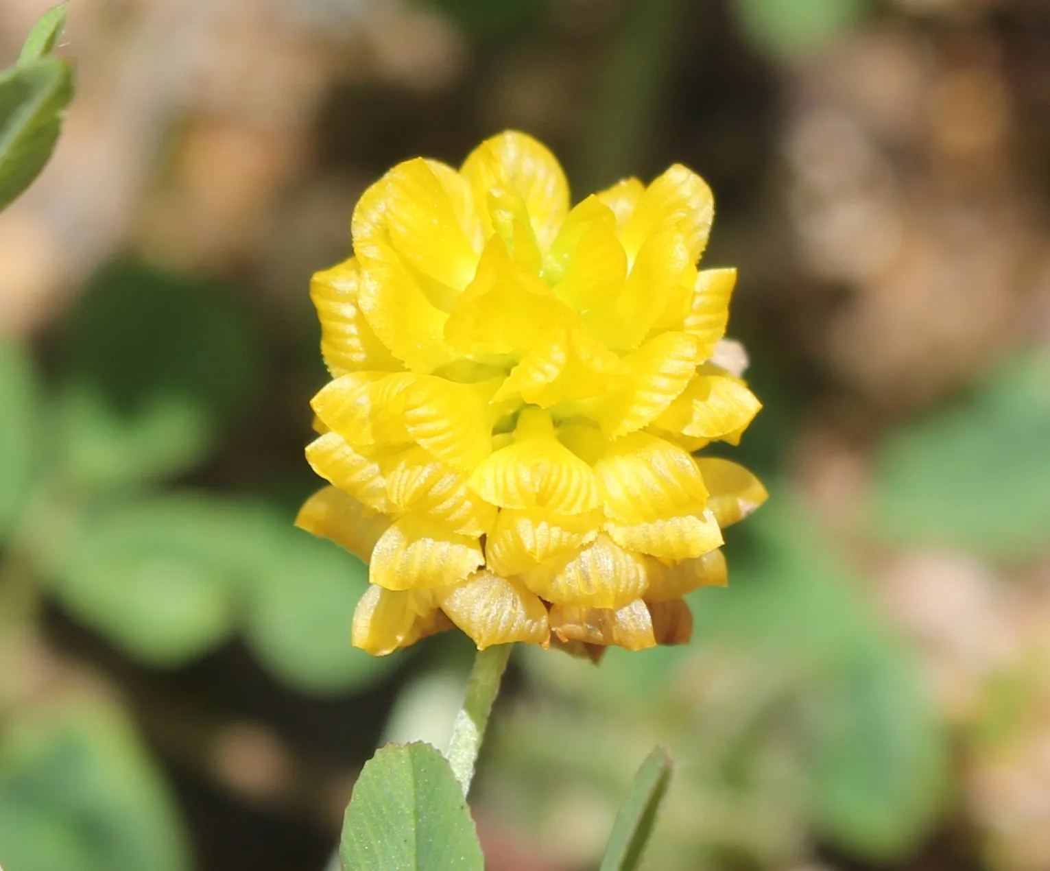 Trifolium campestre (Kır tirfili)