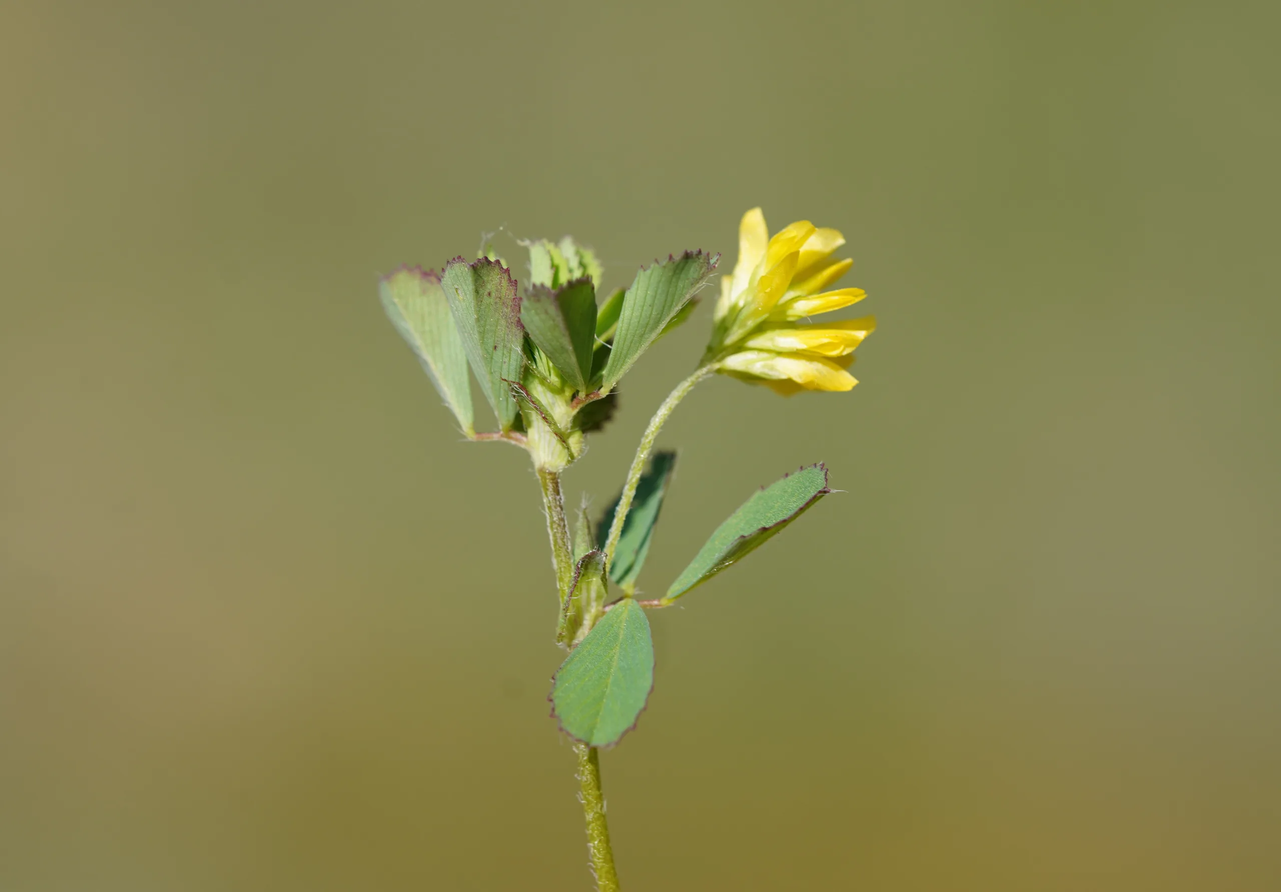 Trifolium dubium