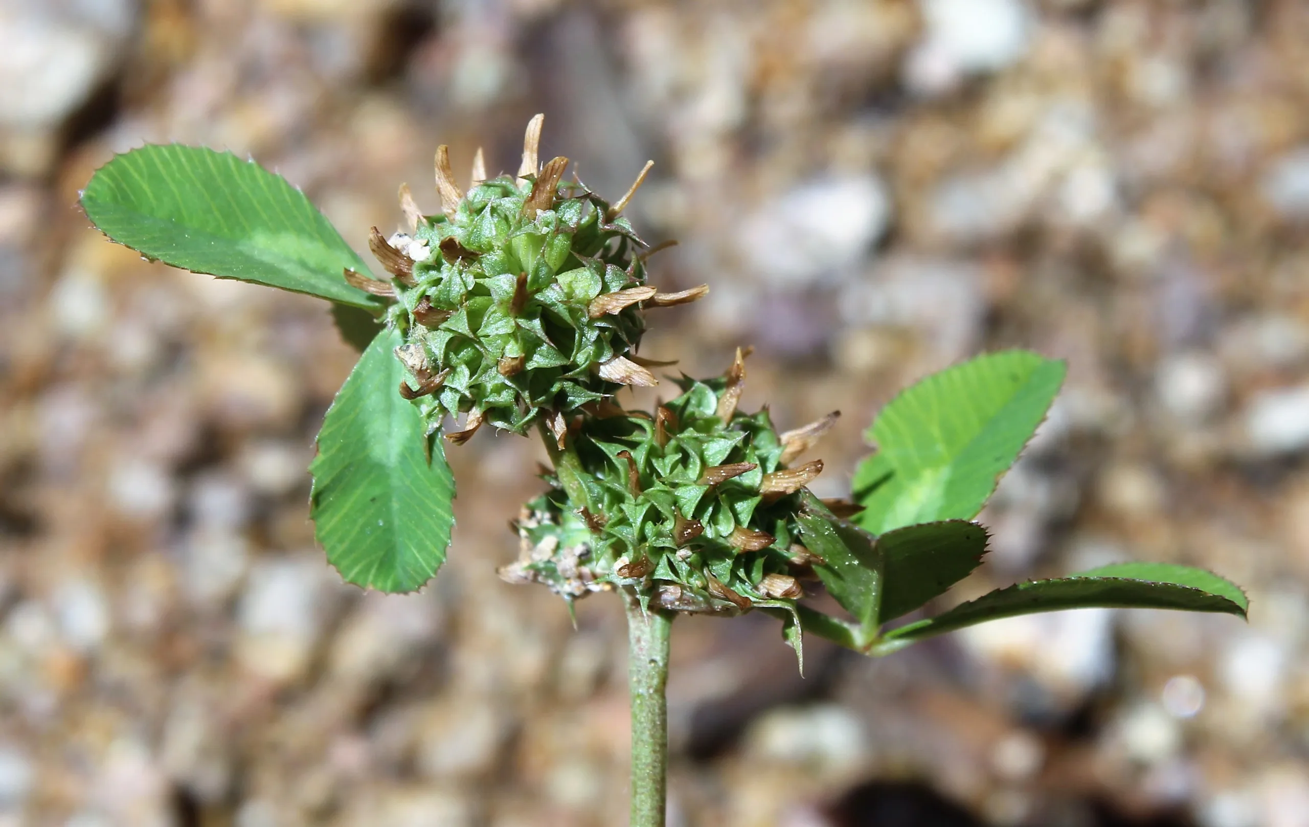 Trifolium glomeratum