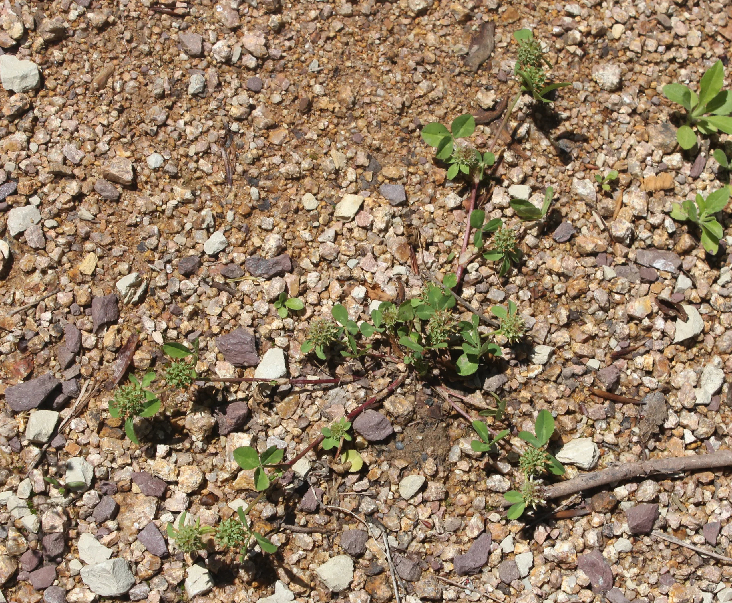 Trifolium glomeratum