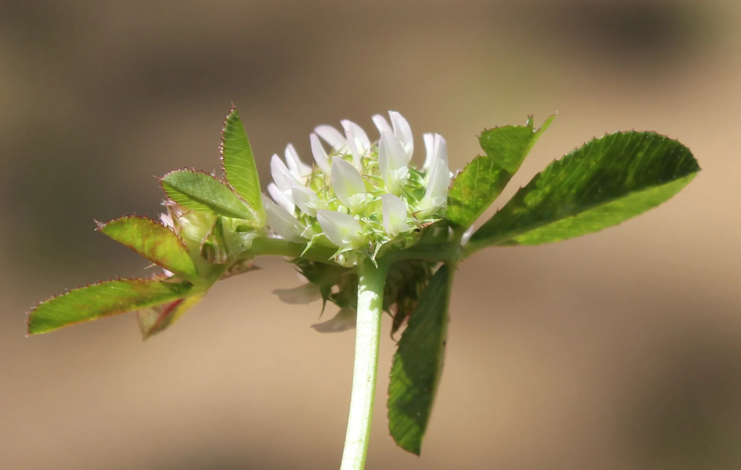 Trifolium glomeratum