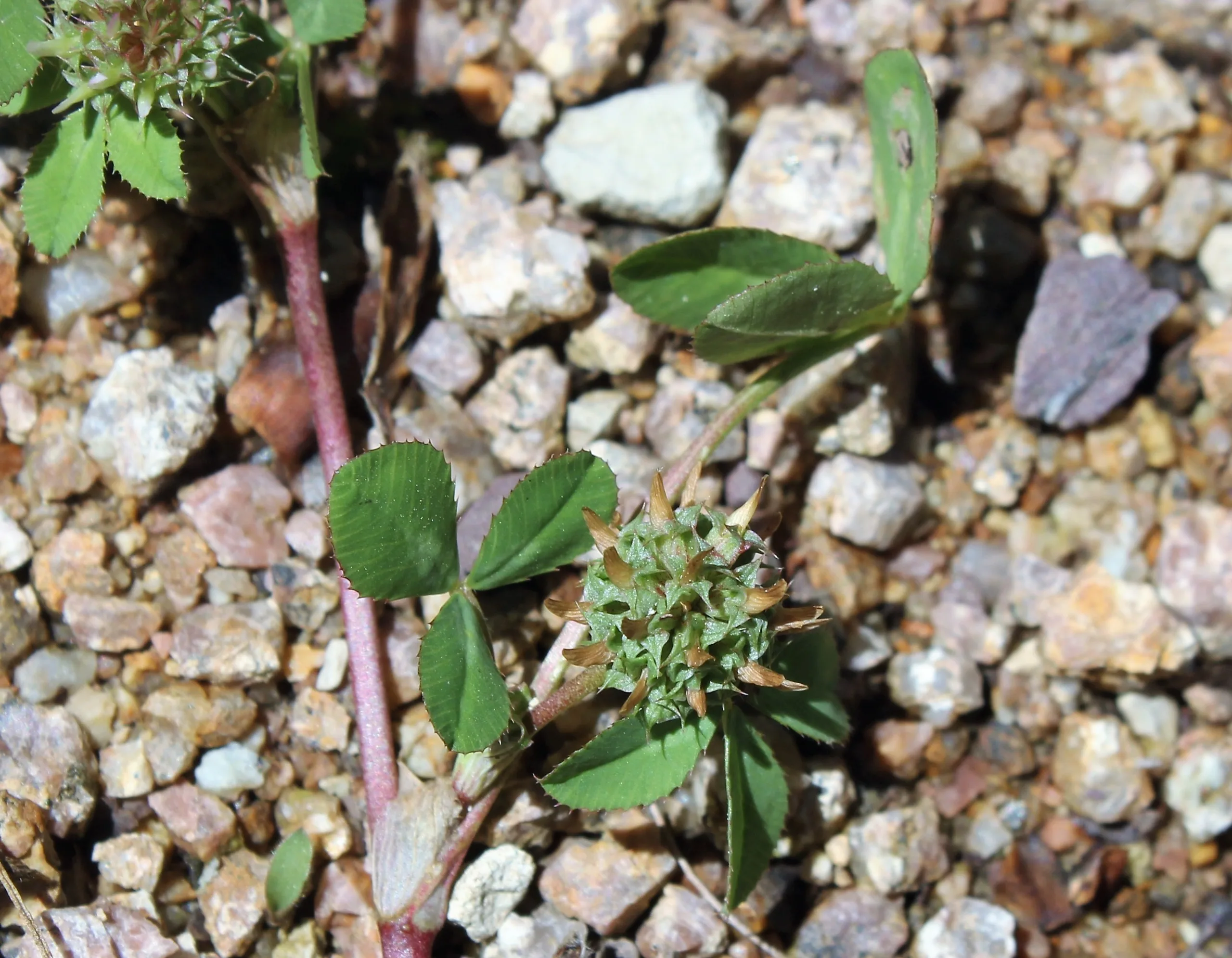 Trifolium glomeratum