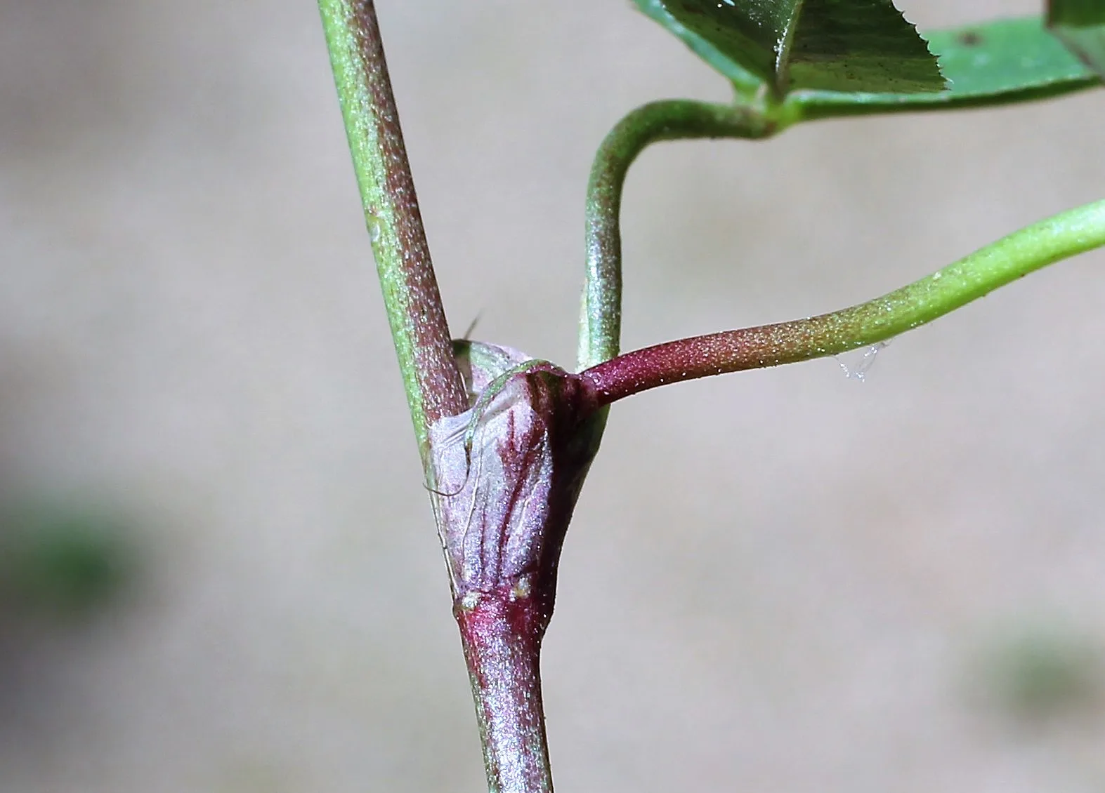 Trifolium glomeratum