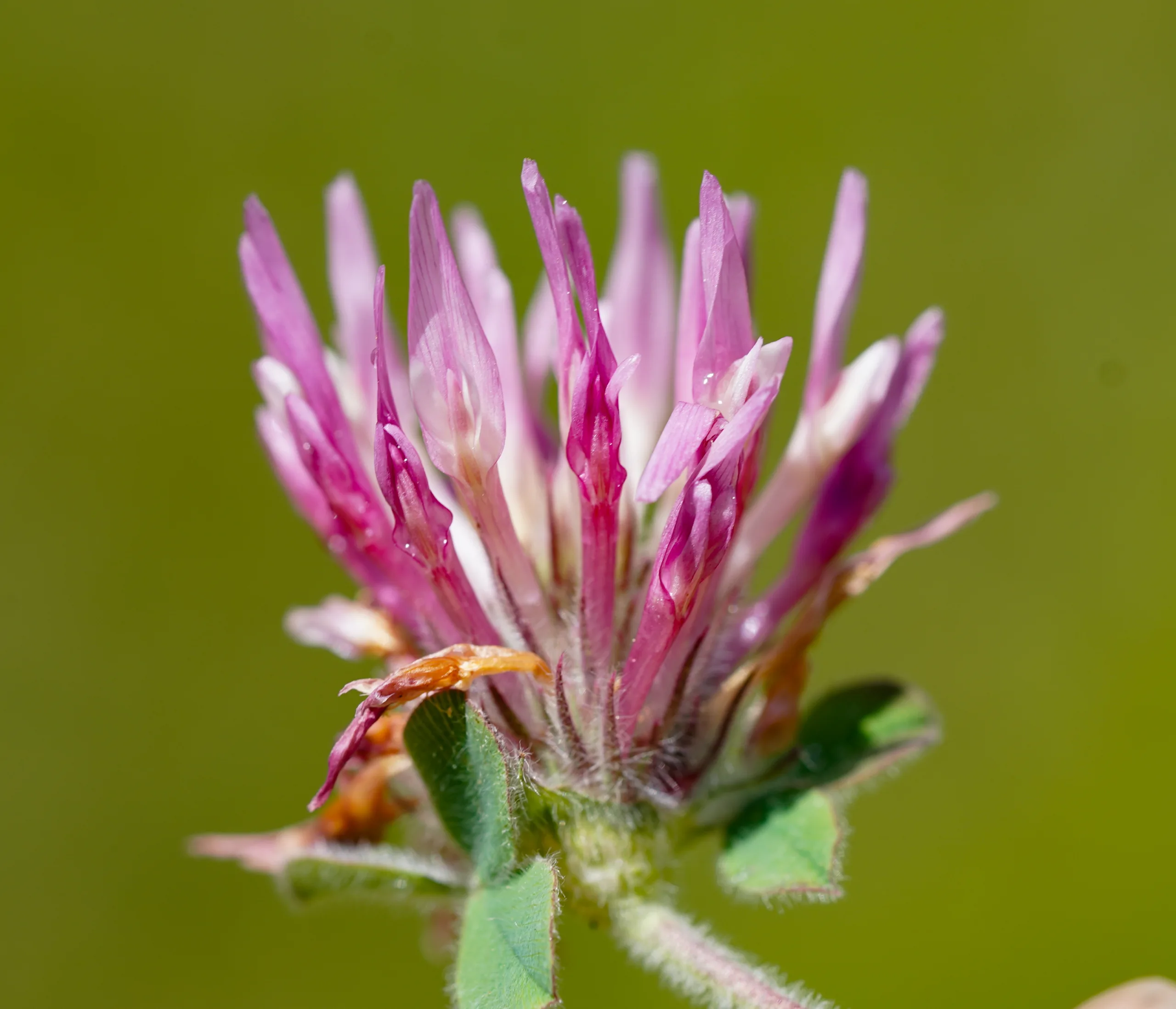 Trifolium hirtum (Deli yonca)