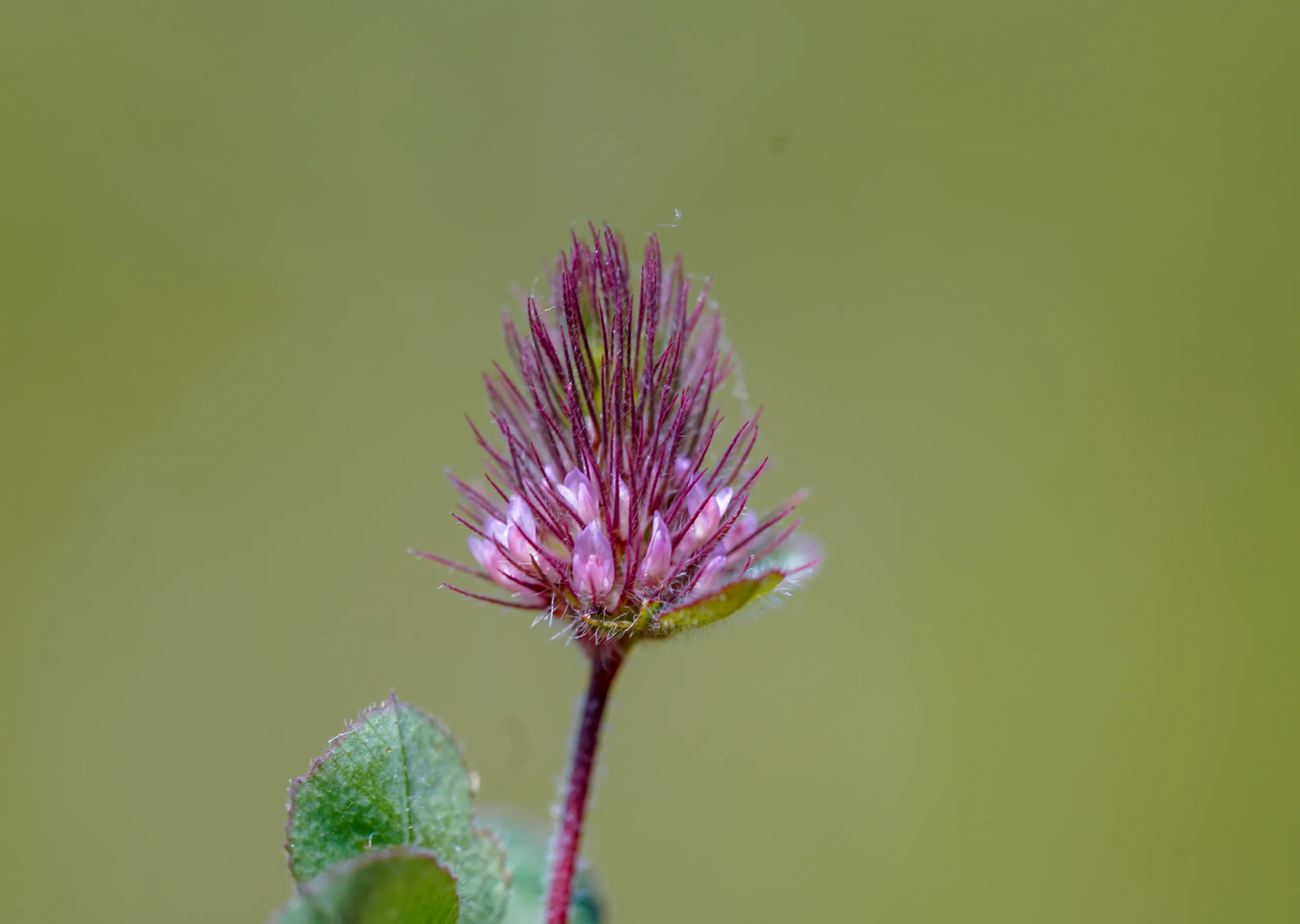 Trifolium ligusticum