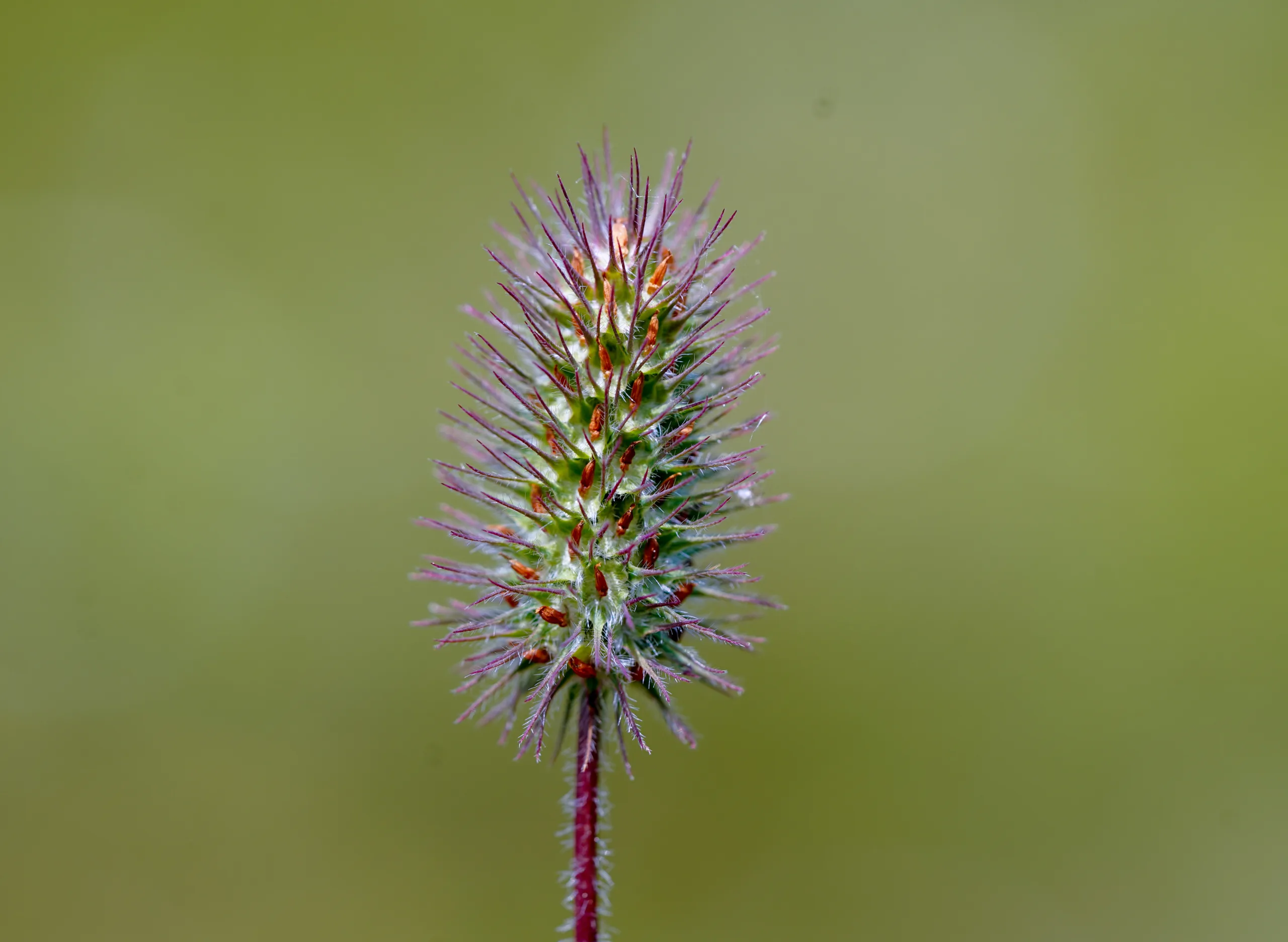 Trifolium ligusticum