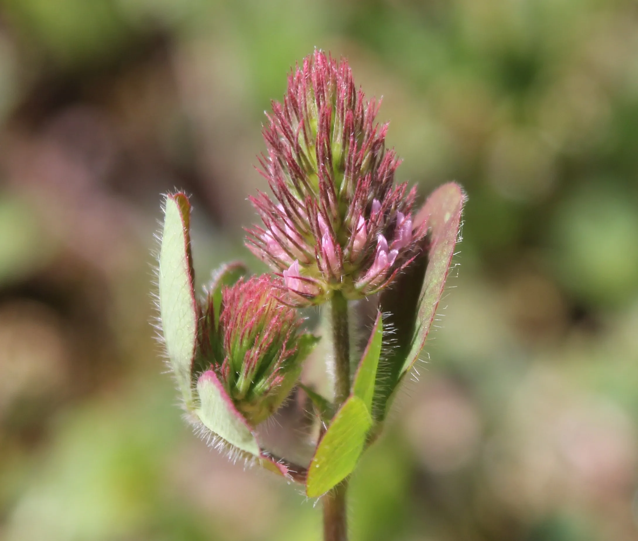 Trifolium ligusticum