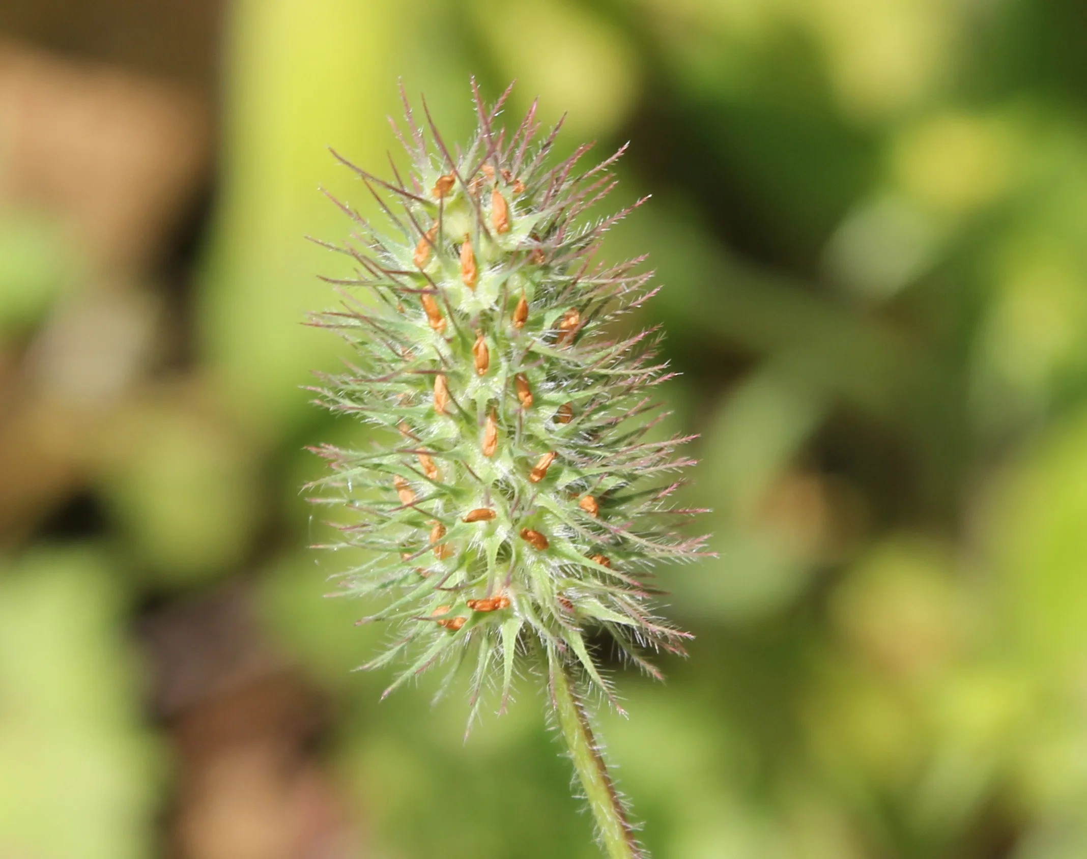 Trifolium ligusticum