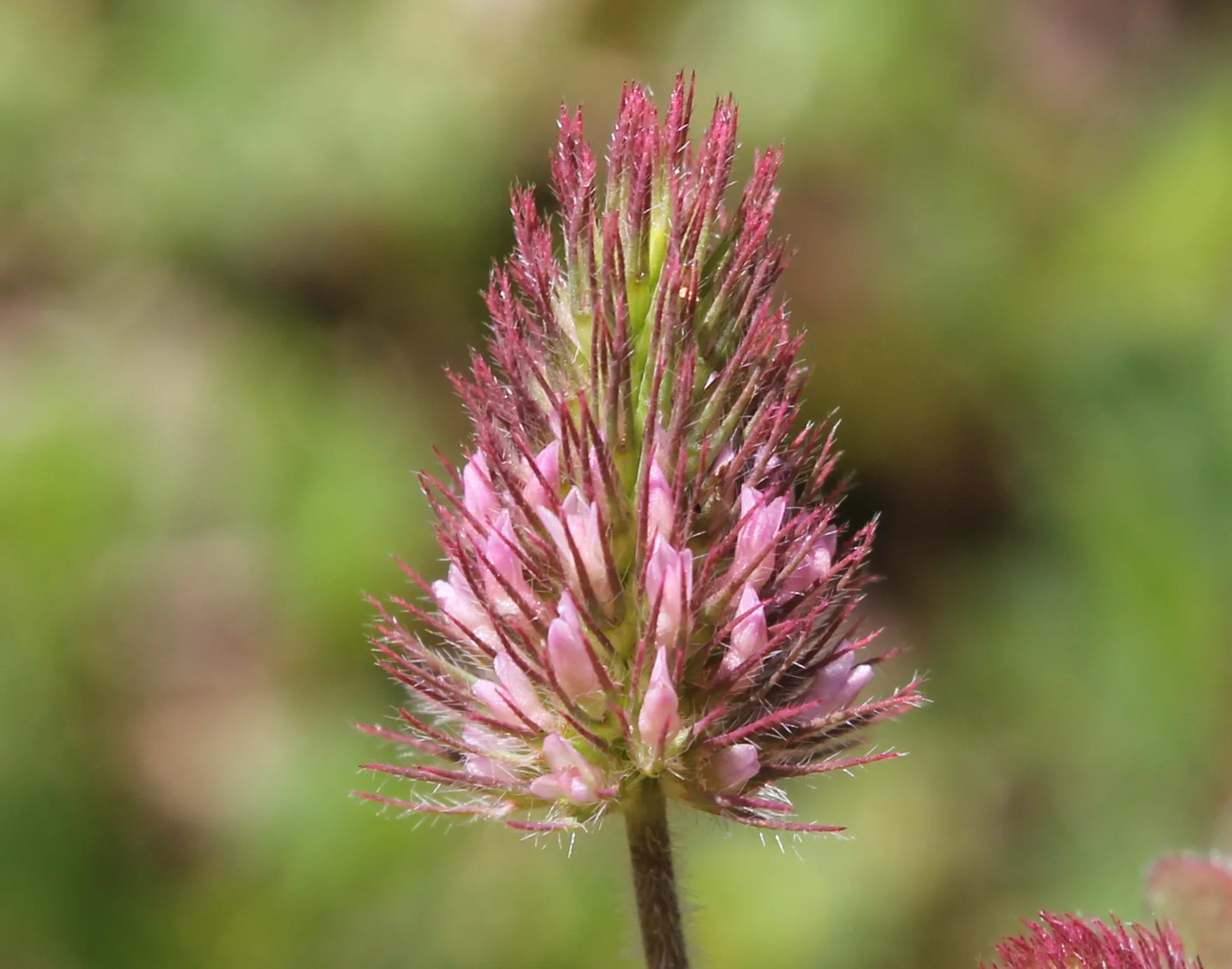 Trifolium ligusticum