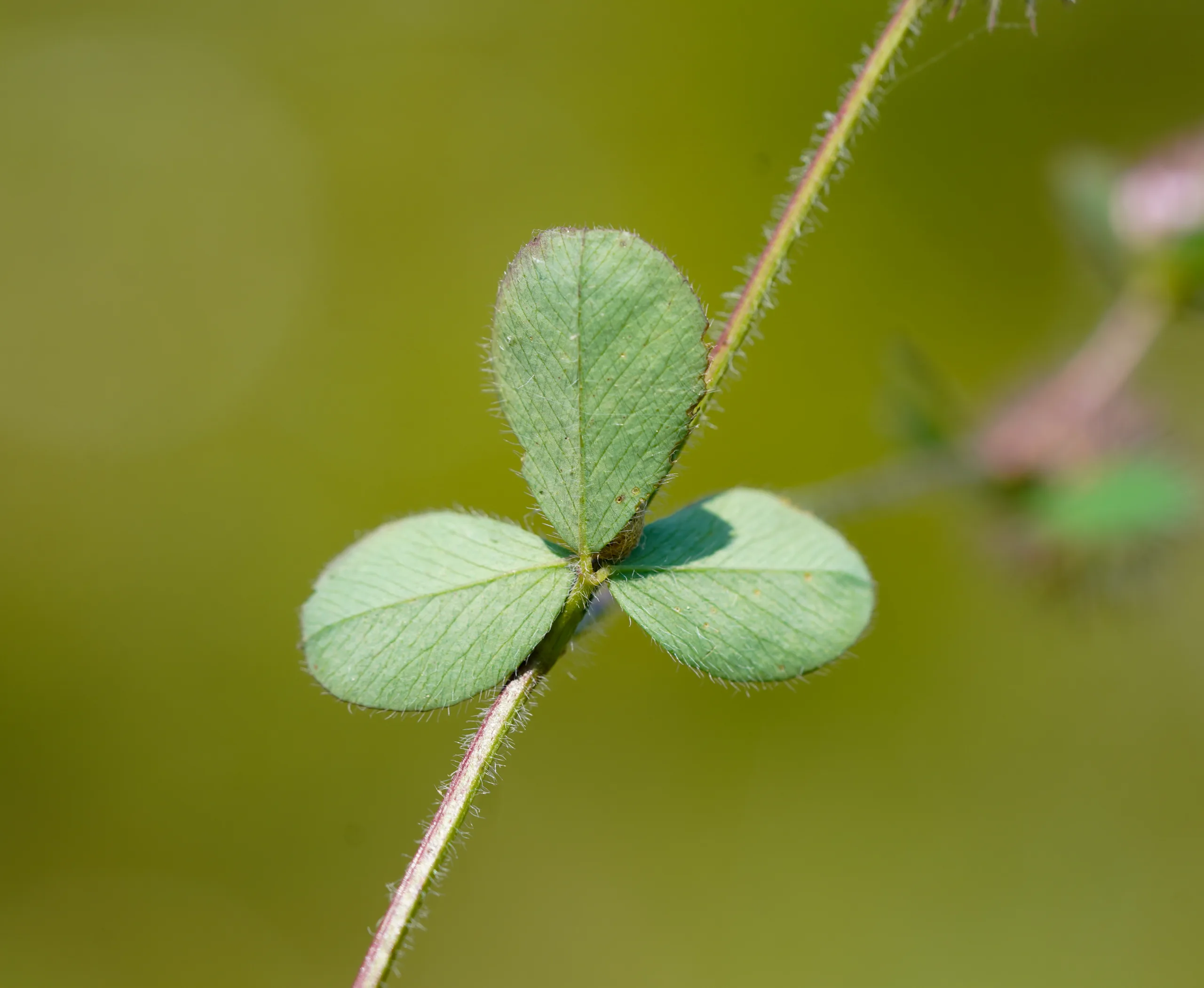 Trifolium ligusticum