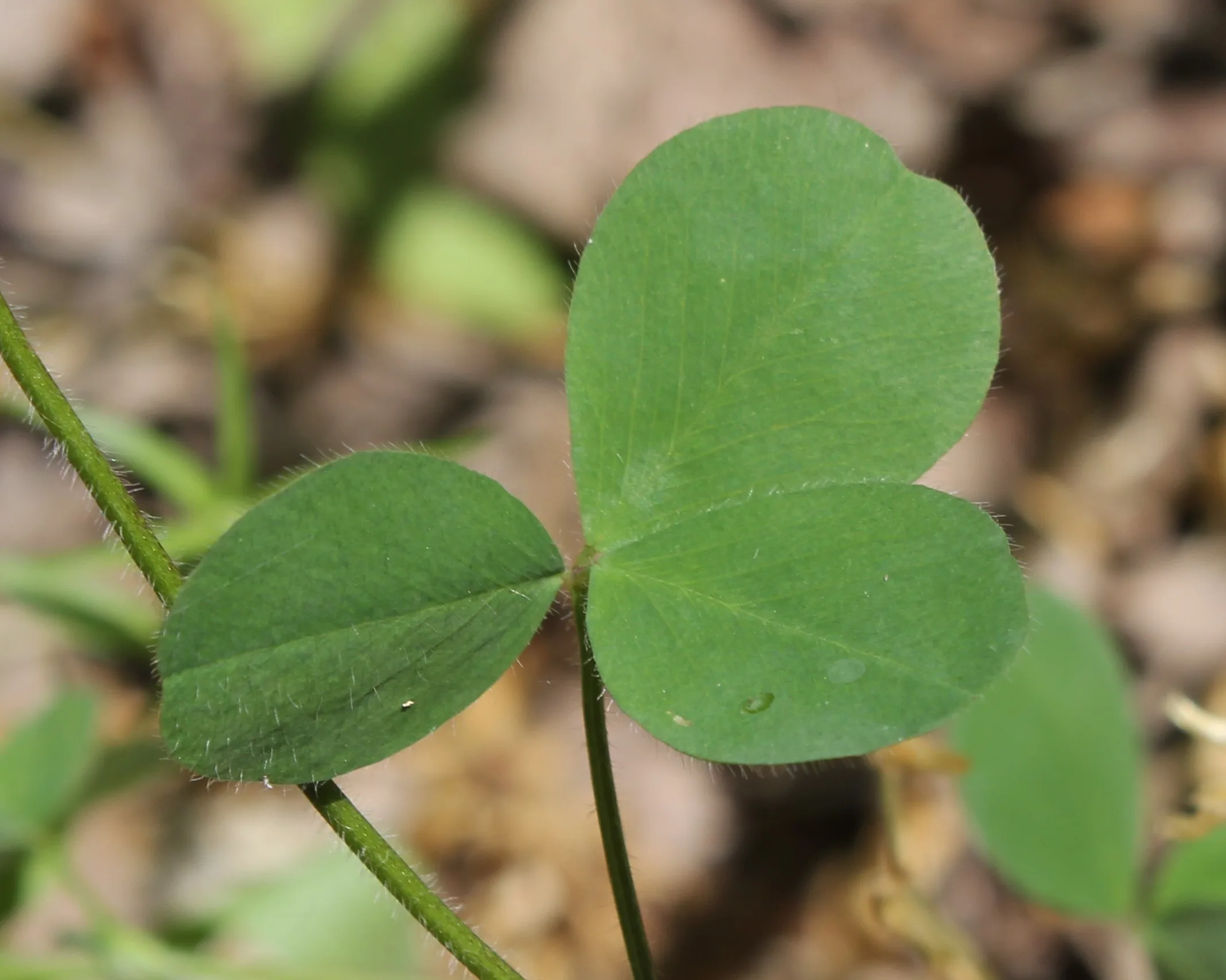 Trifolium ligusticum