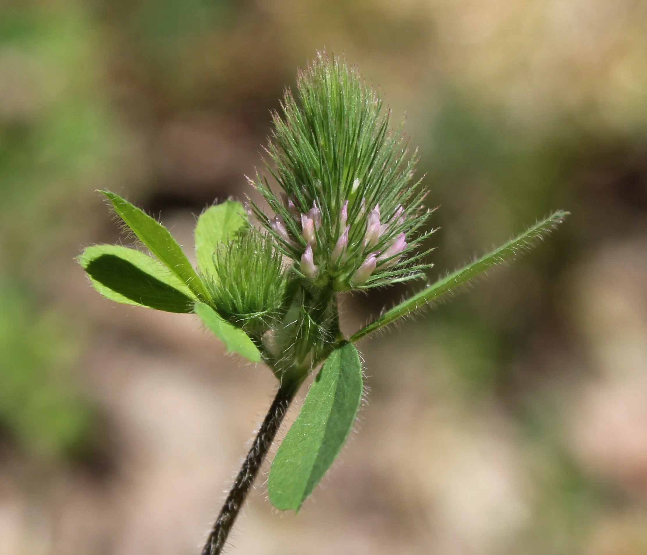 Trifolium ligusticum