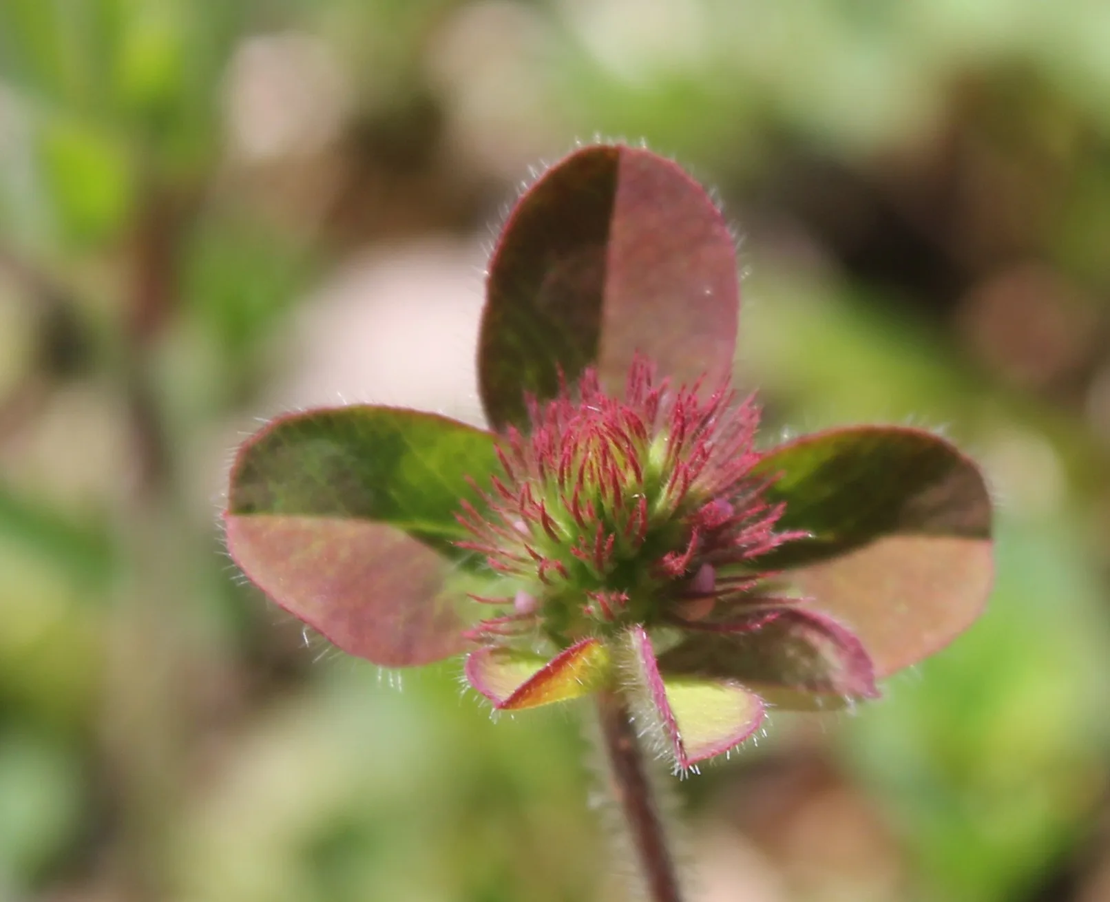 Trifolium ligusticum