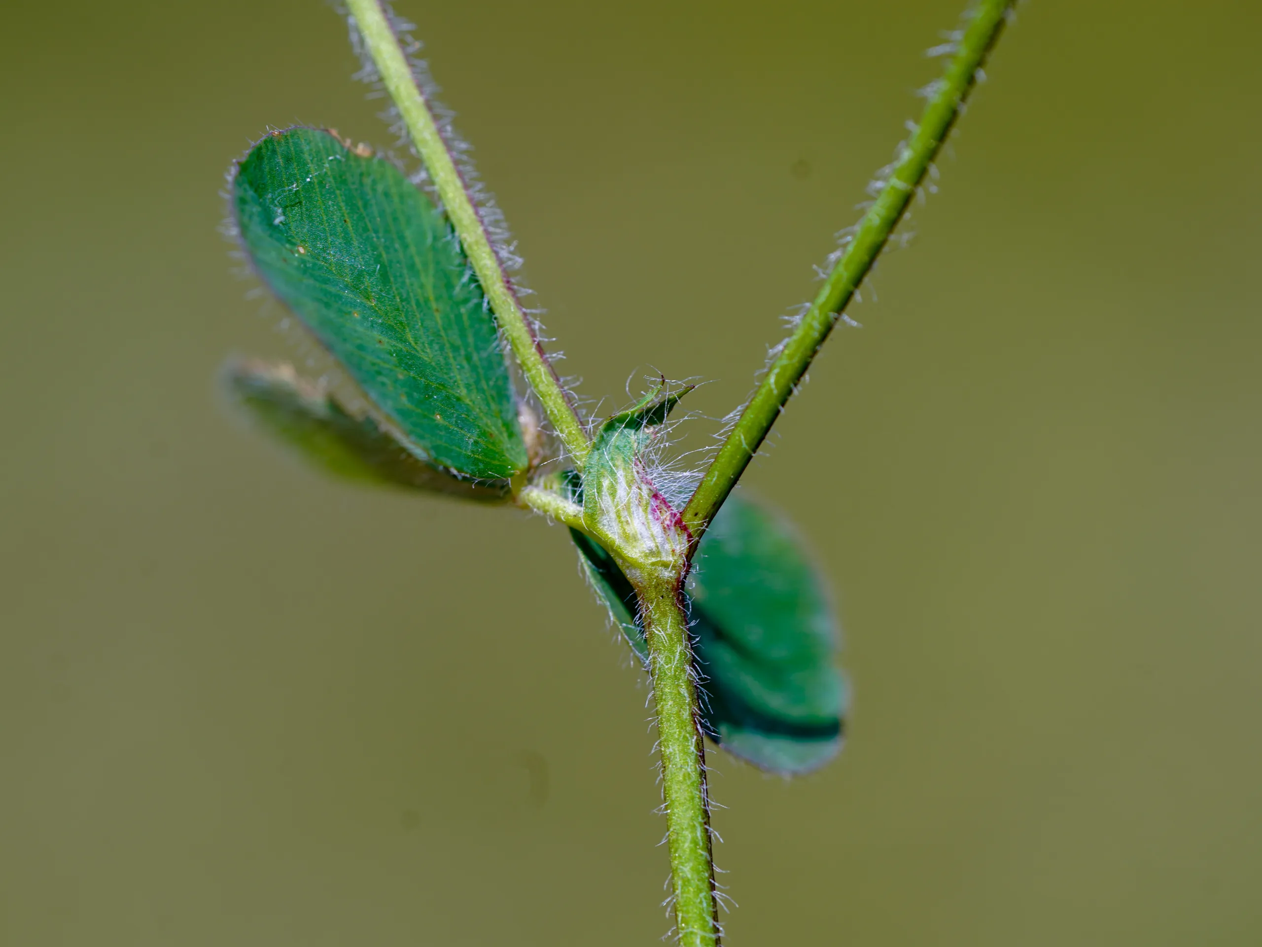 Trifolium ligusticum
