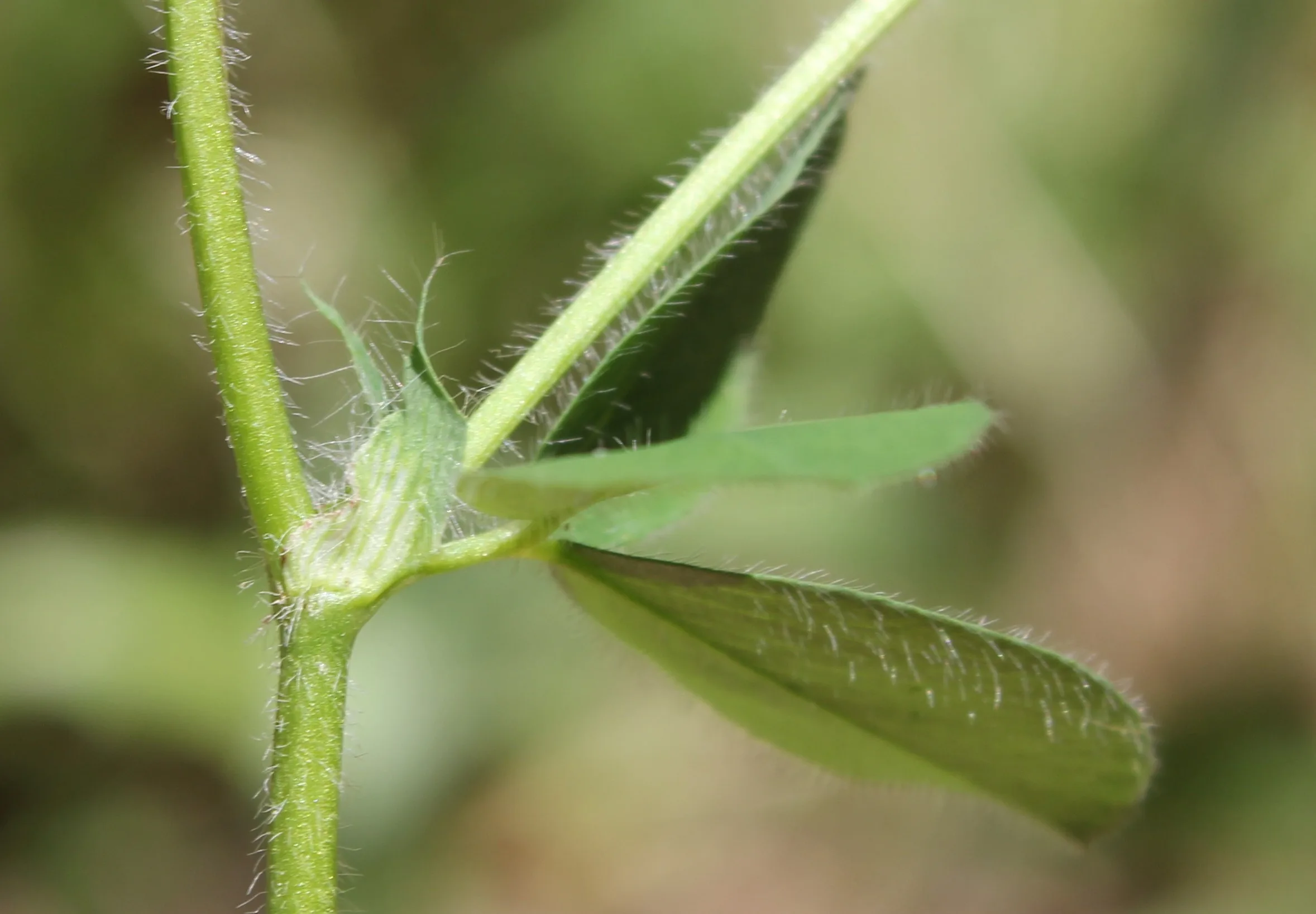 Trifolium ligusticum