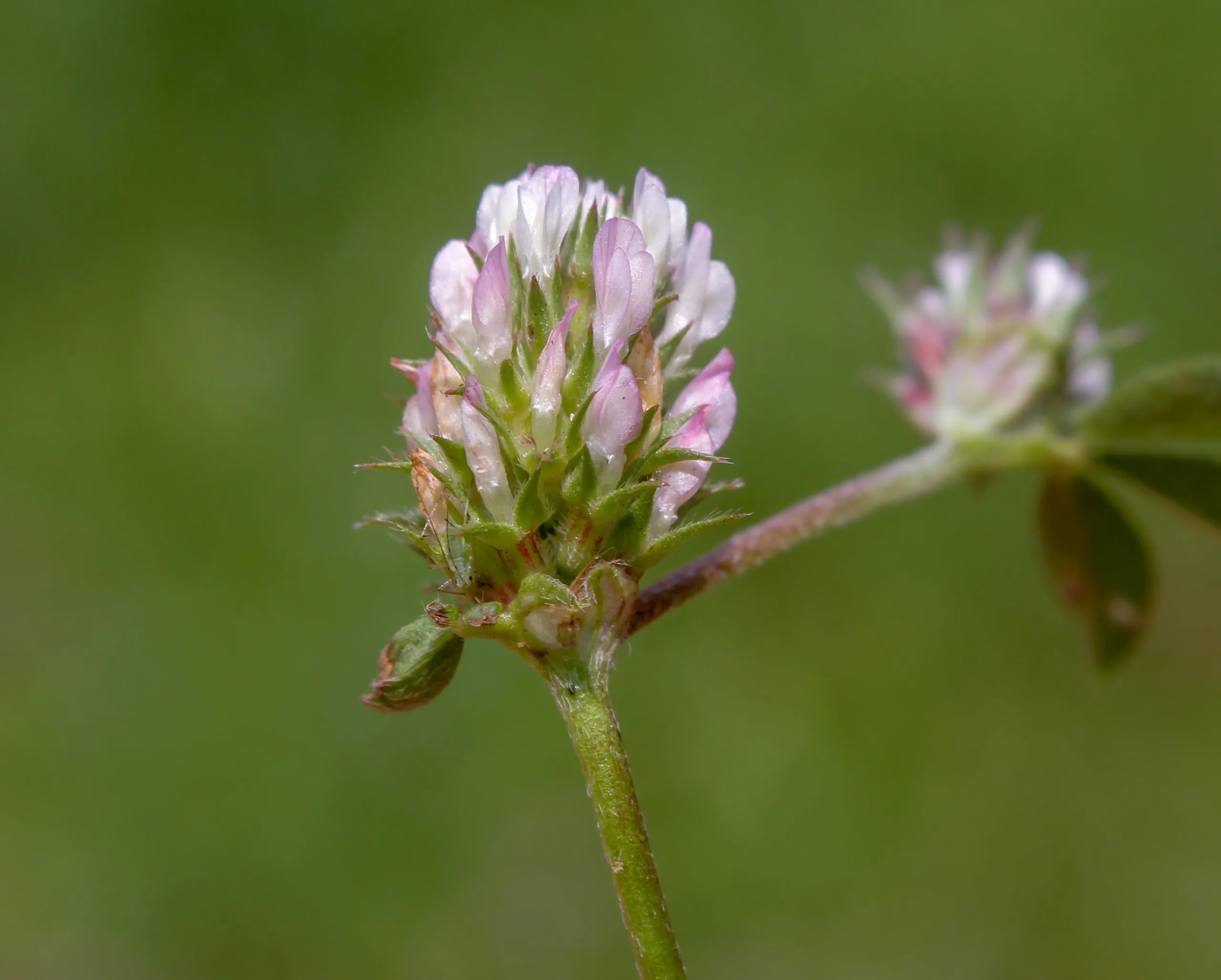 Trifolium lucanicum (Yumurta yoncası)
