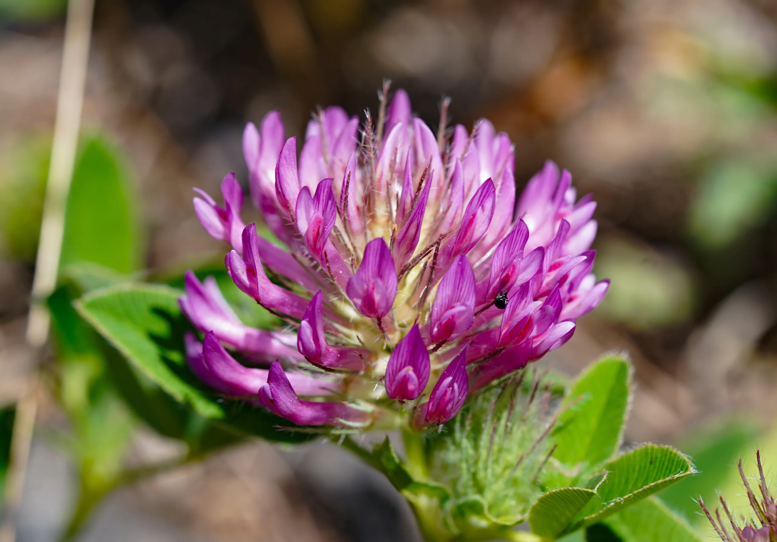Trifolium medium