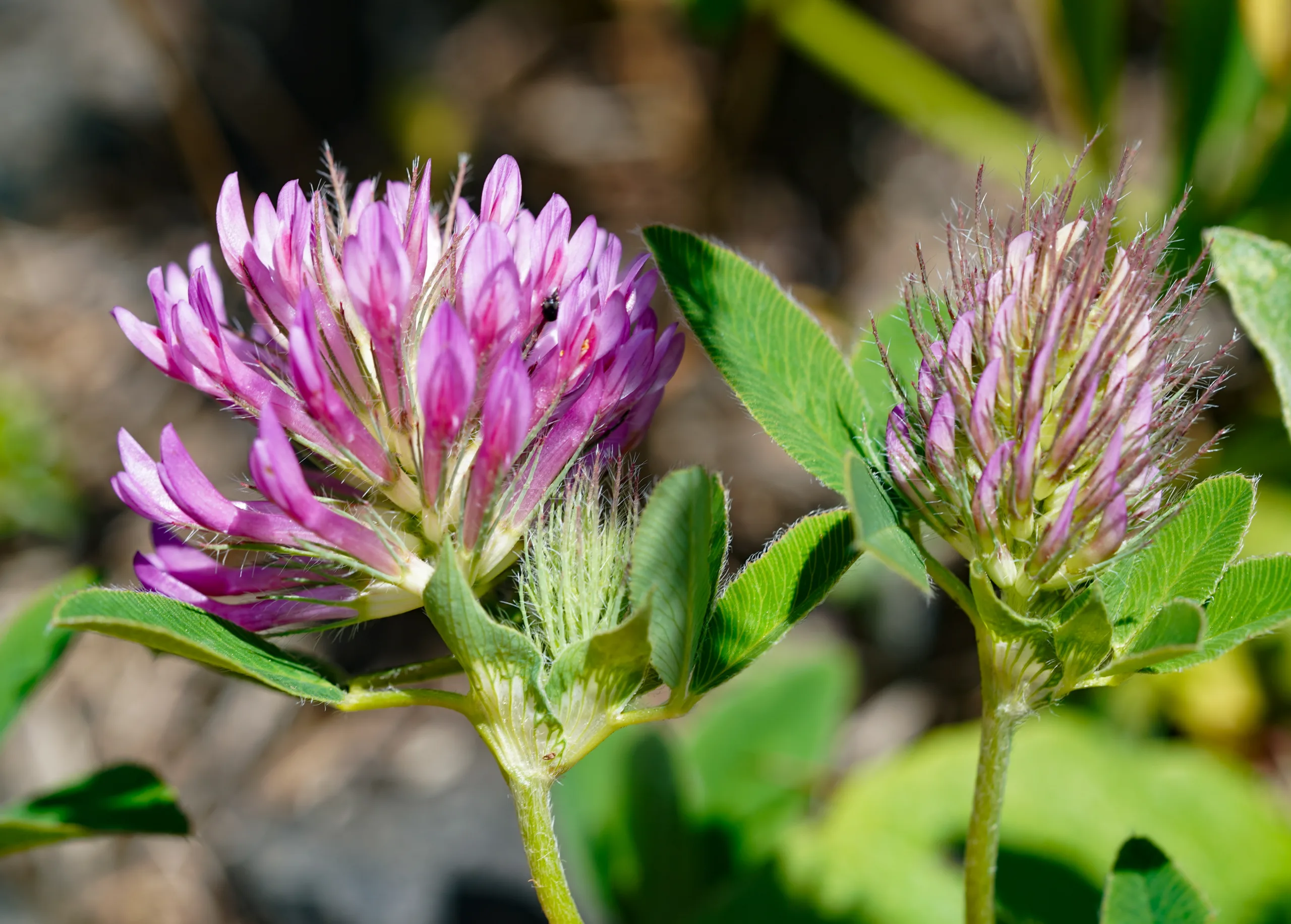 Trifolium medium