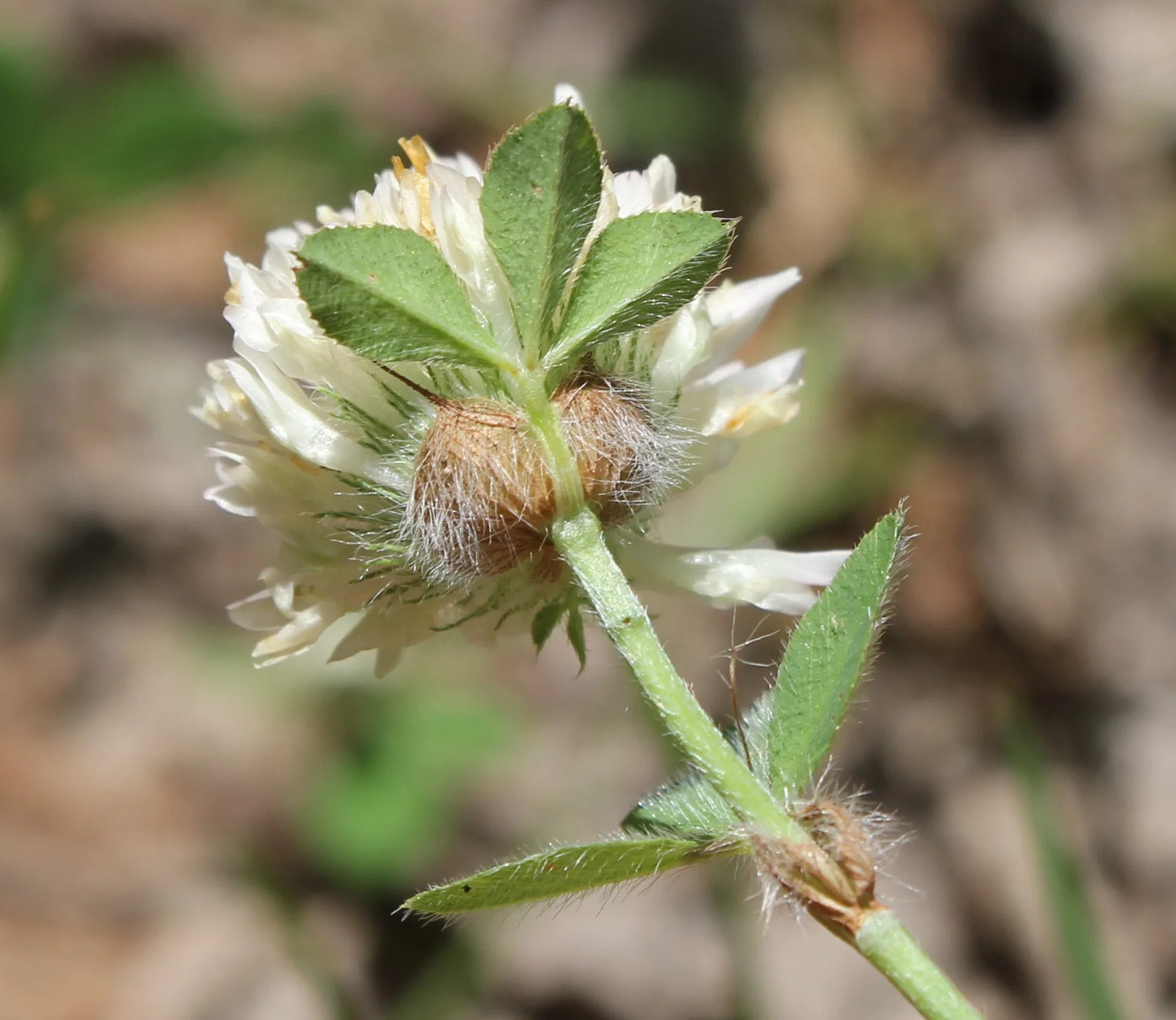 Trifolium pallidum