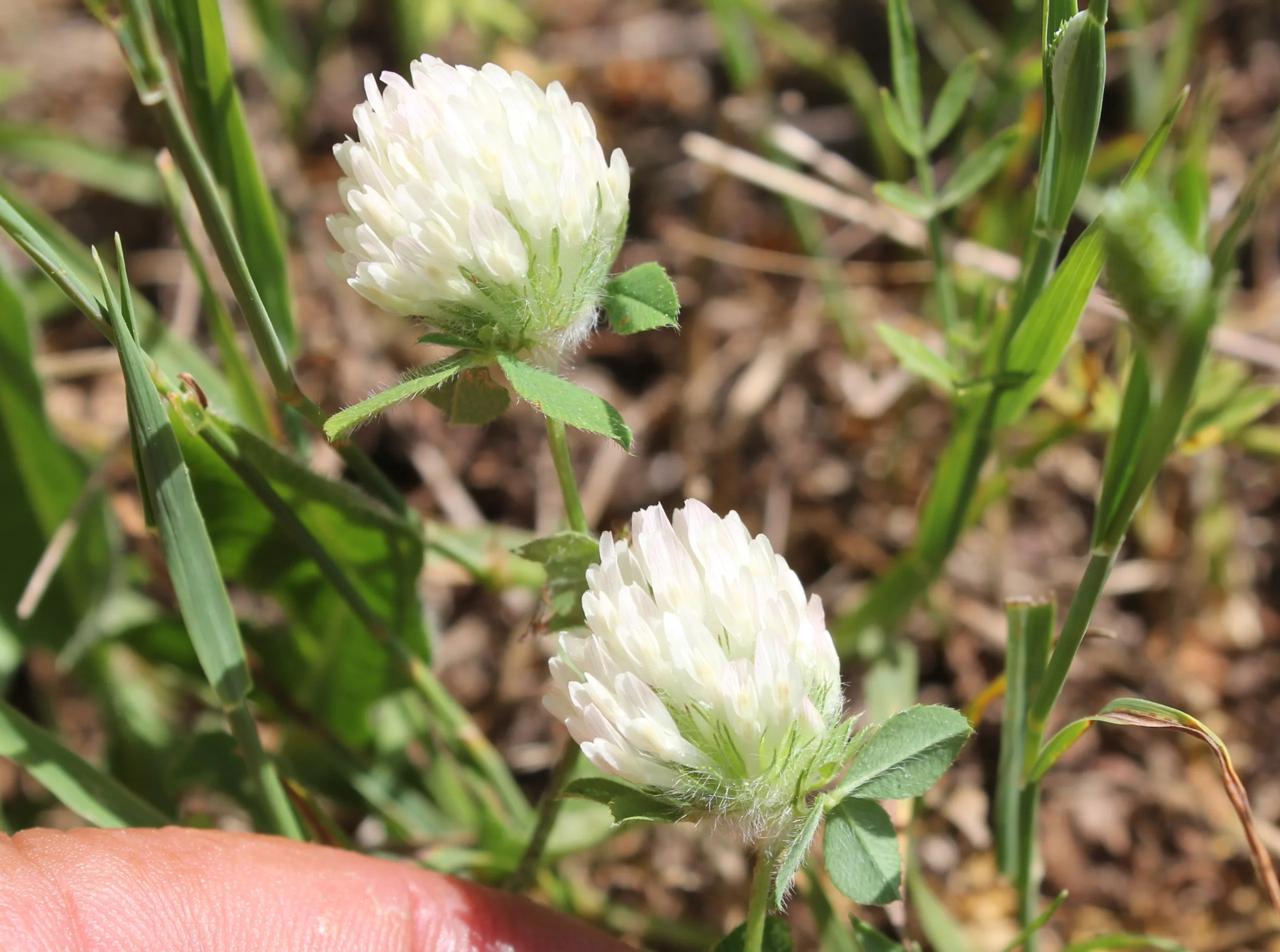 Trifolium pallidum