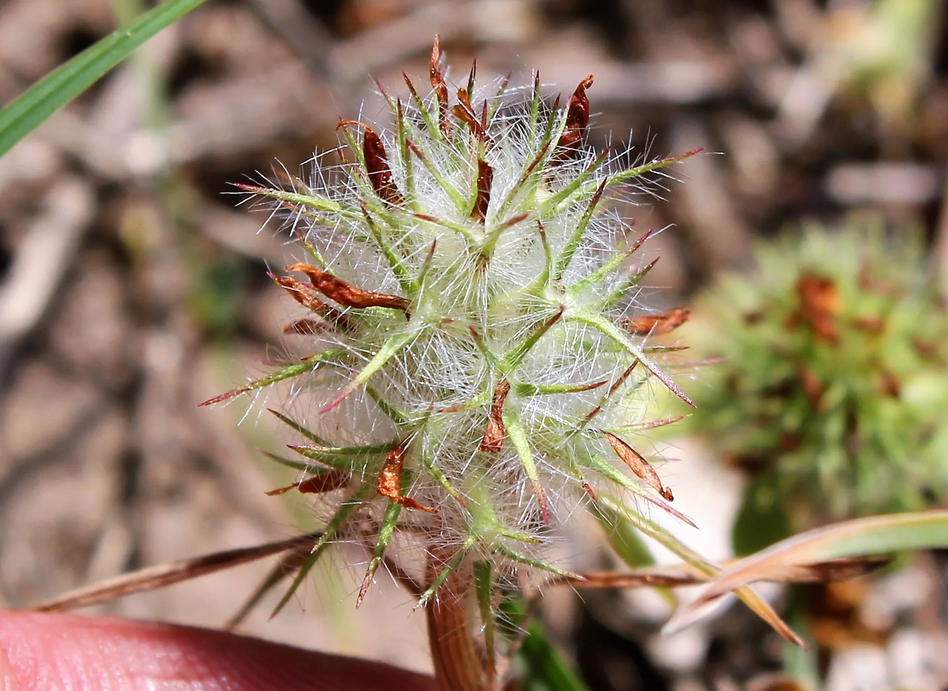 Trifolium pallidum